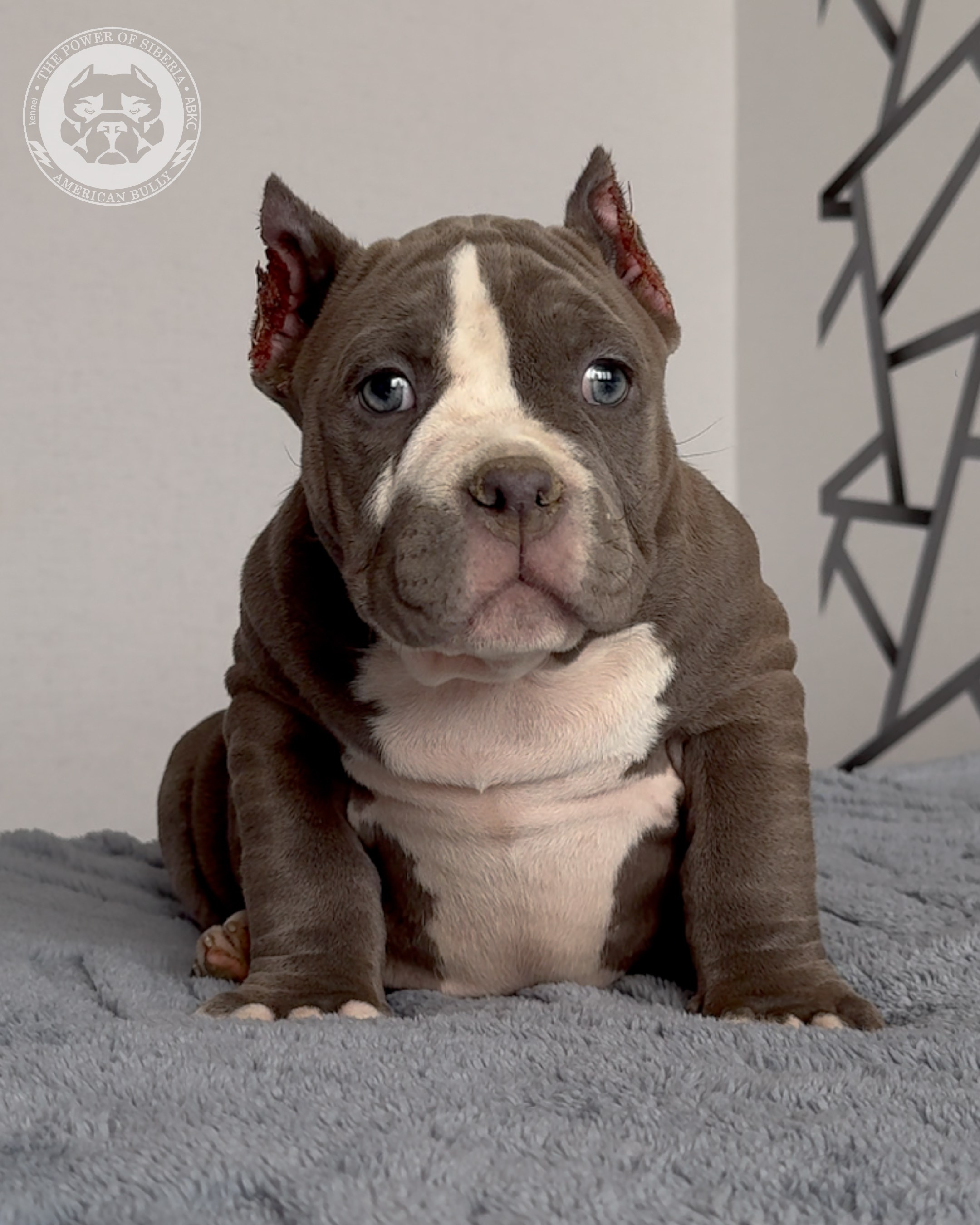 29.12.25-Терри-Локо. Американский Булли в г. Ростов-на-Дону. Питомник THE POWER OF SIBERIA