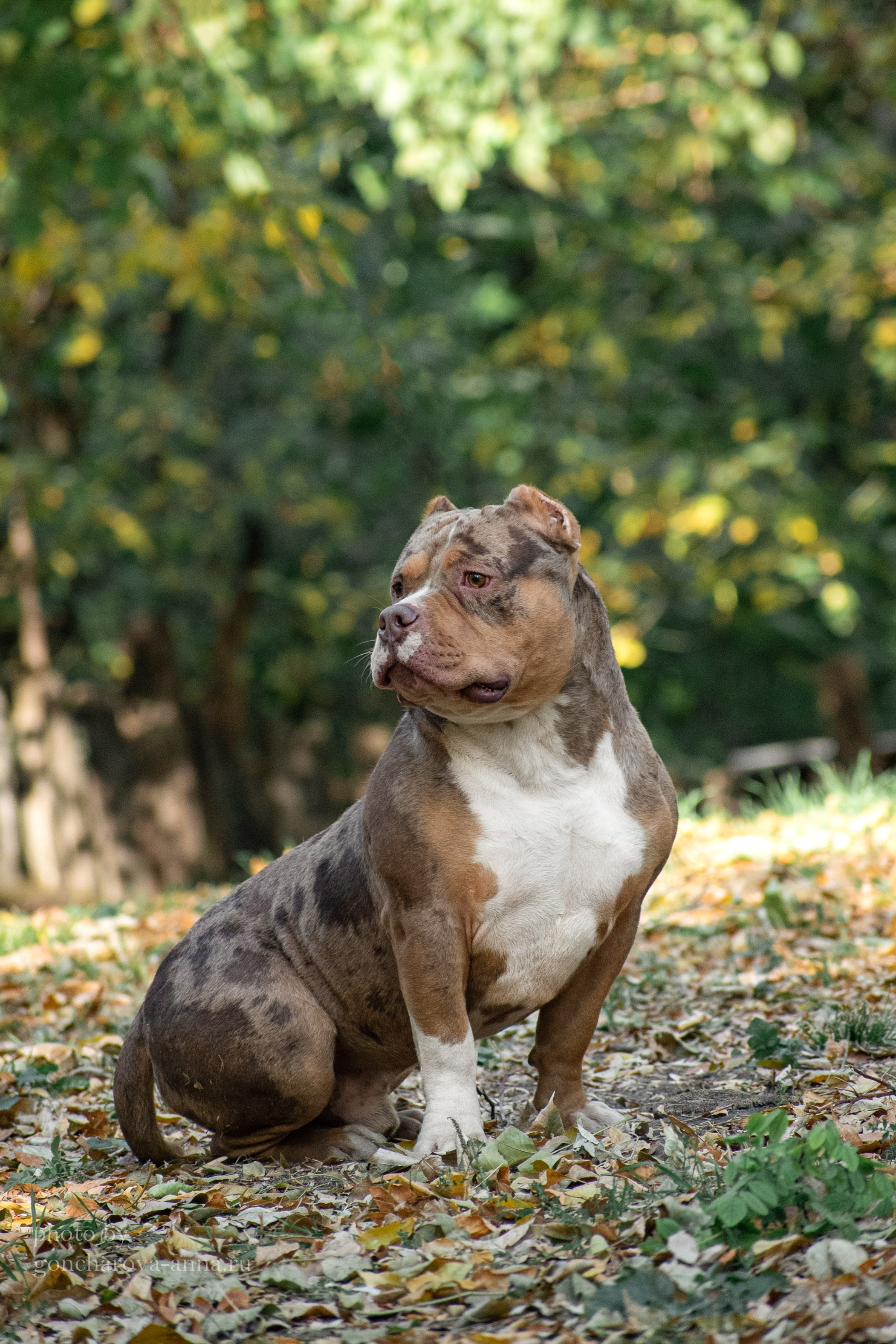 продажа щенков American Bully в Новокузнецке
