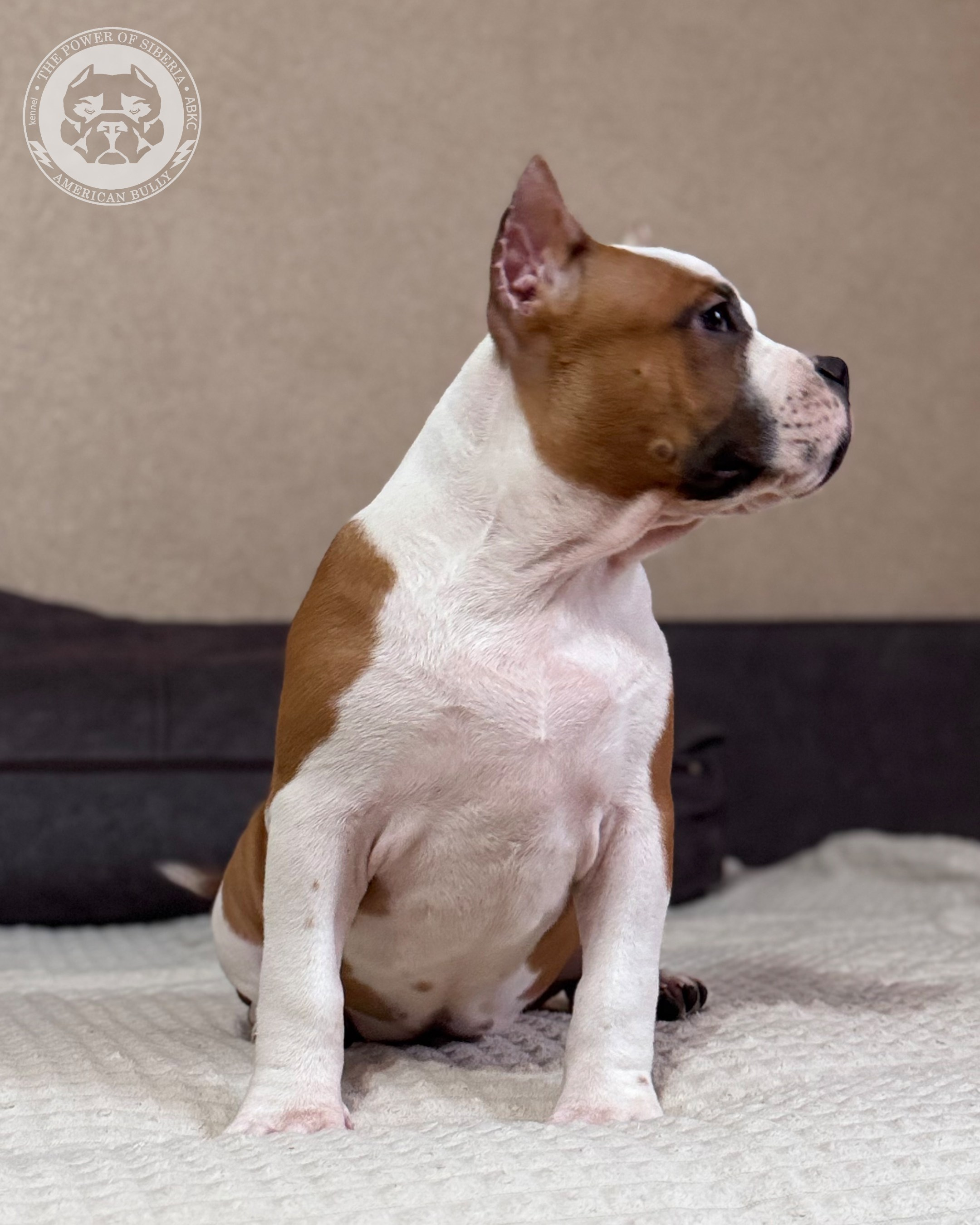 13.12.25-Мия-Турук. Американский Булли в г. Ростов-на-Дону. Питомник THE POWER OF SIBERIA