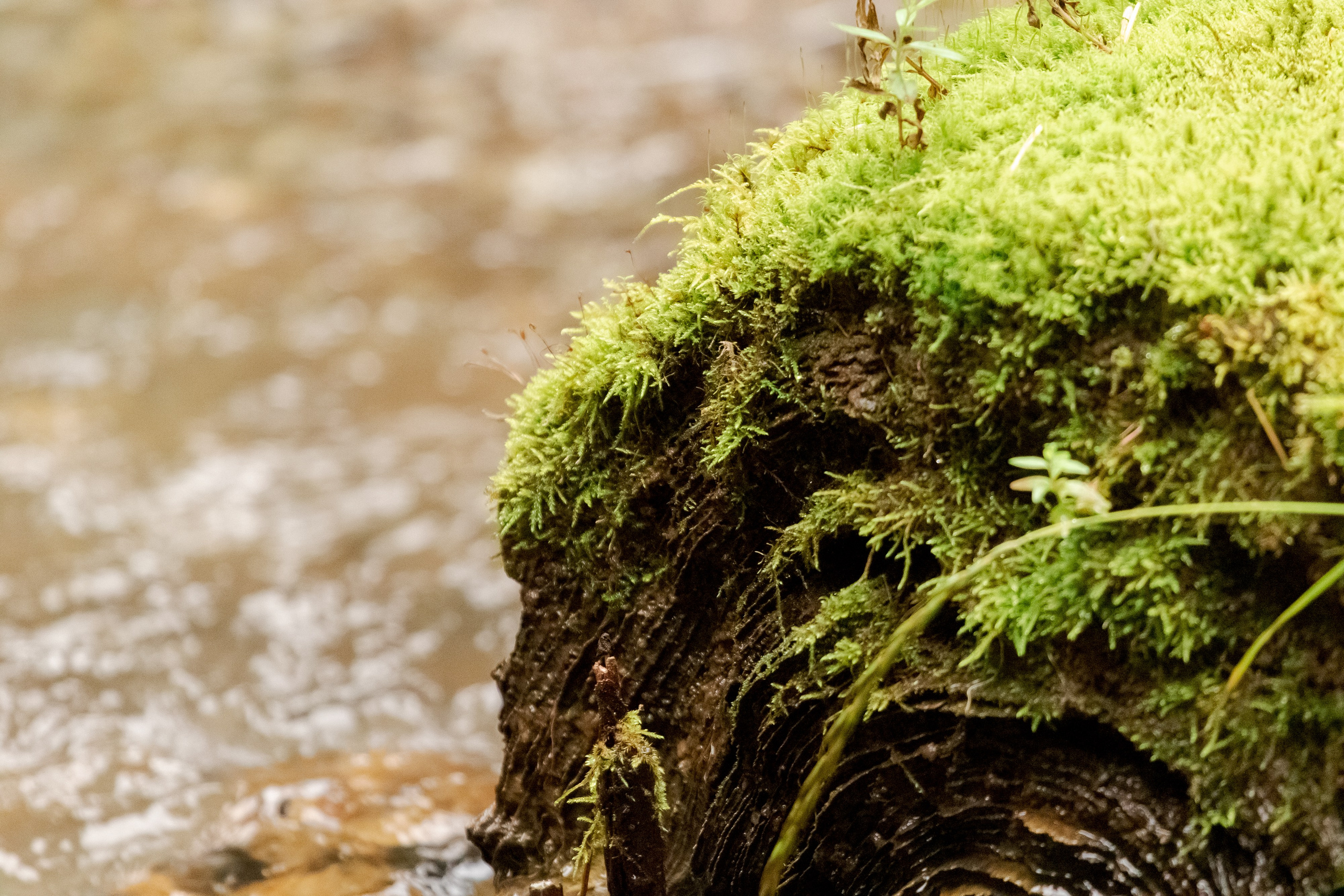 Фототур Кия. Фотограф Кирилл Мешков Кемерово