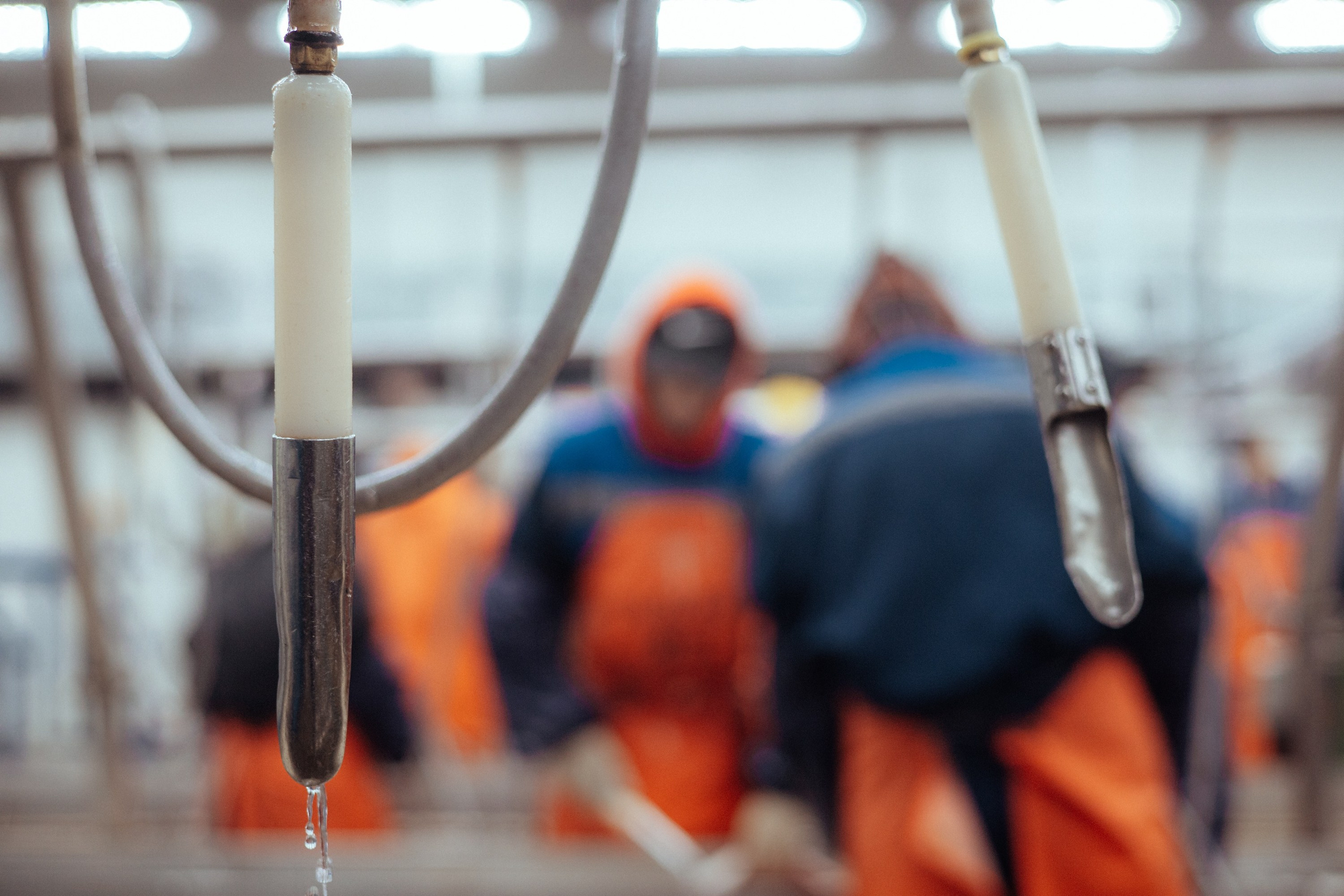 Ооо «лойд-фиш» | камчатка-2025