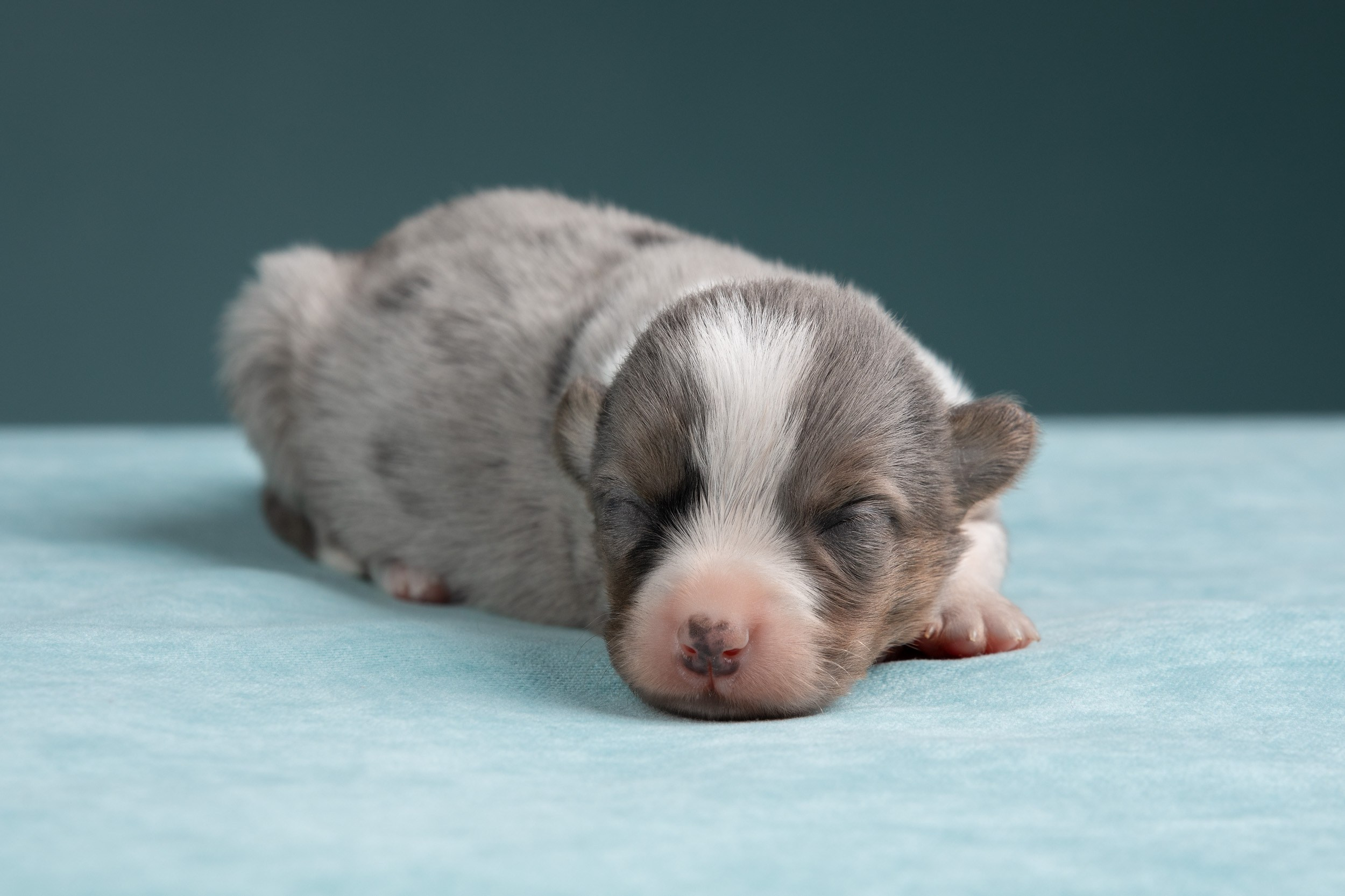 Ньюборн фотосъемка для помета вельш корги кардиганов. Фотограф-анималист в Москве и Московской области Татьяна Фролова