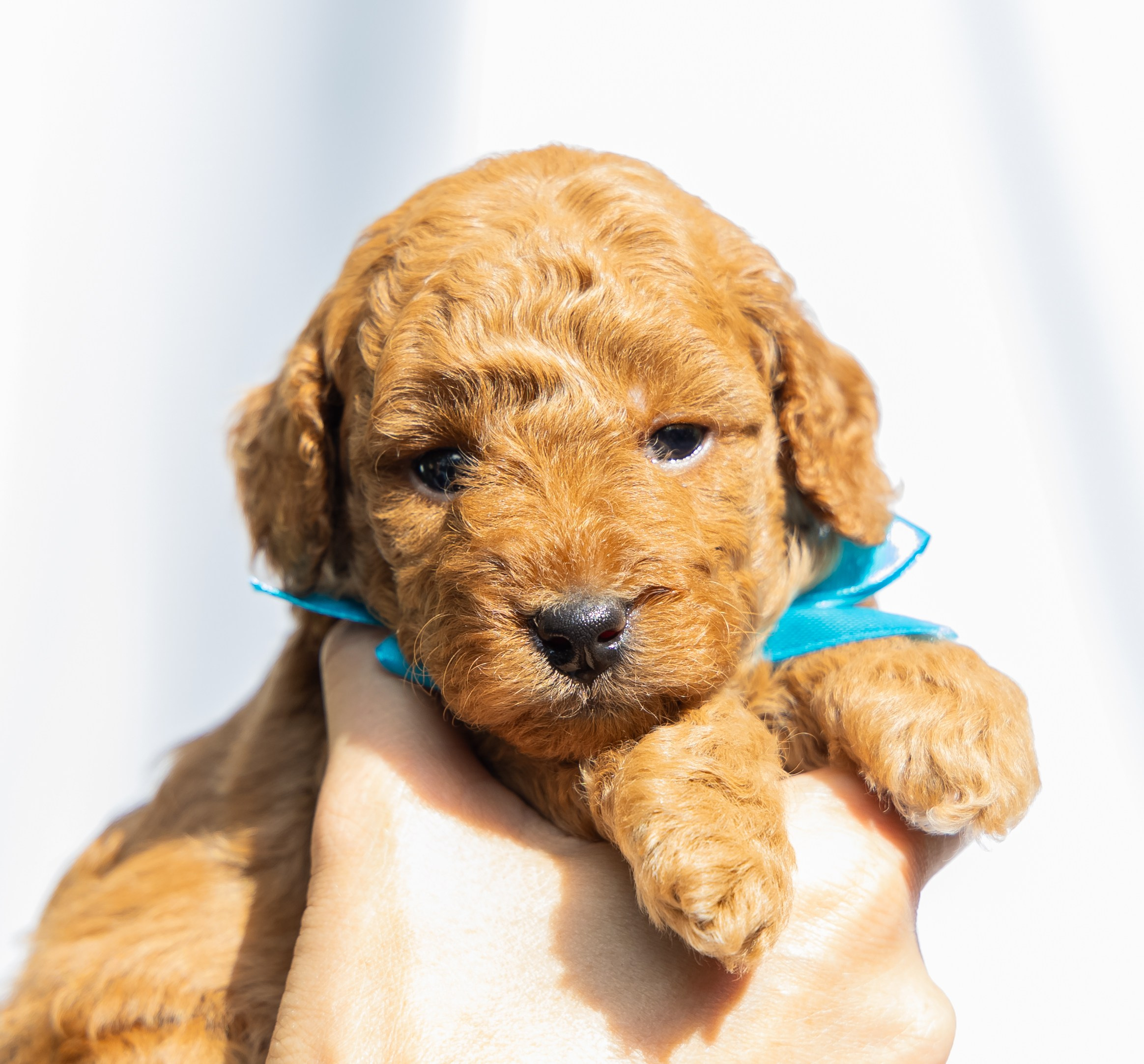 С животными. Фотограф-ретушёр