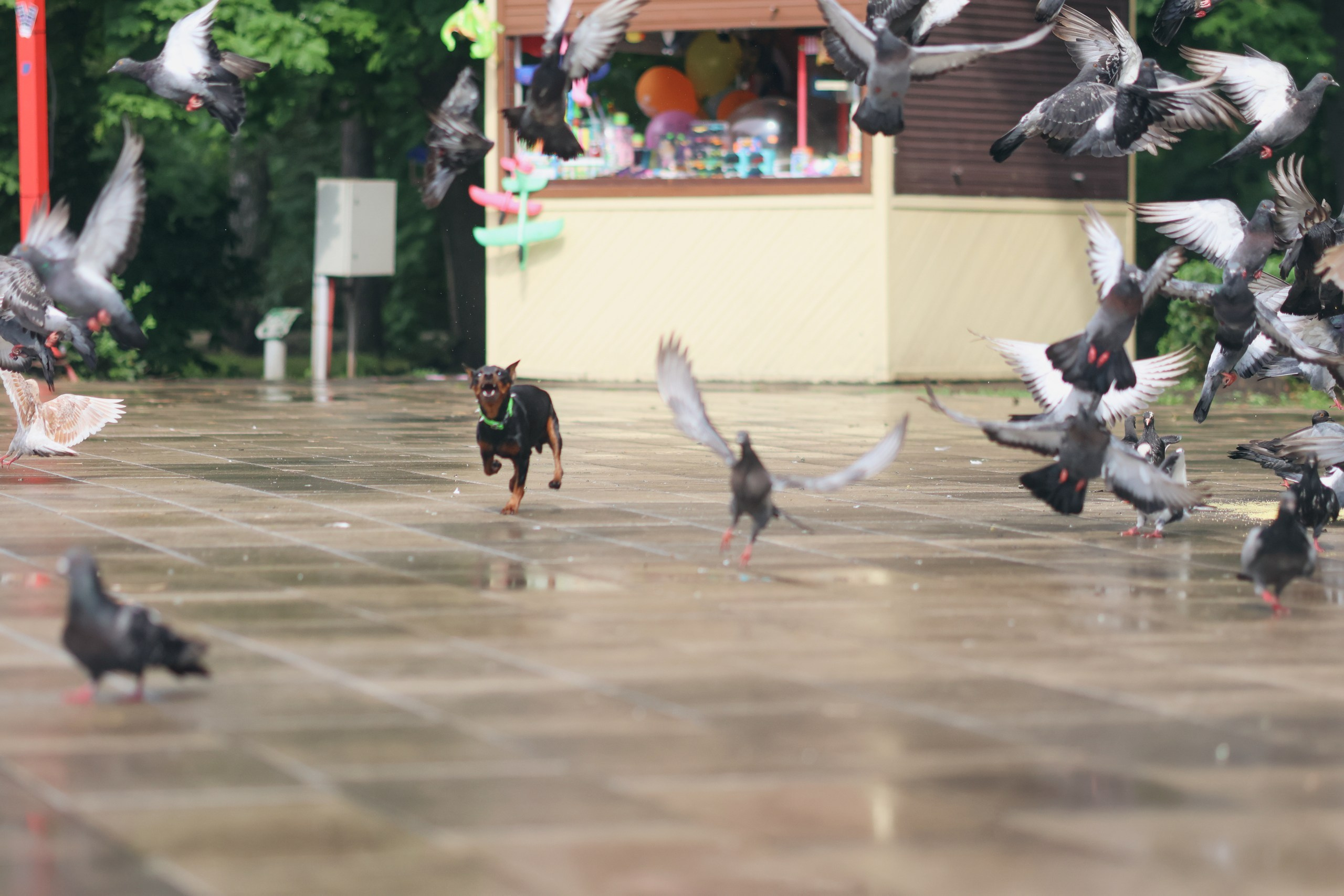 Четыре Лапы. Свадебный и репортажный фотограф Дмитрий Кононенко