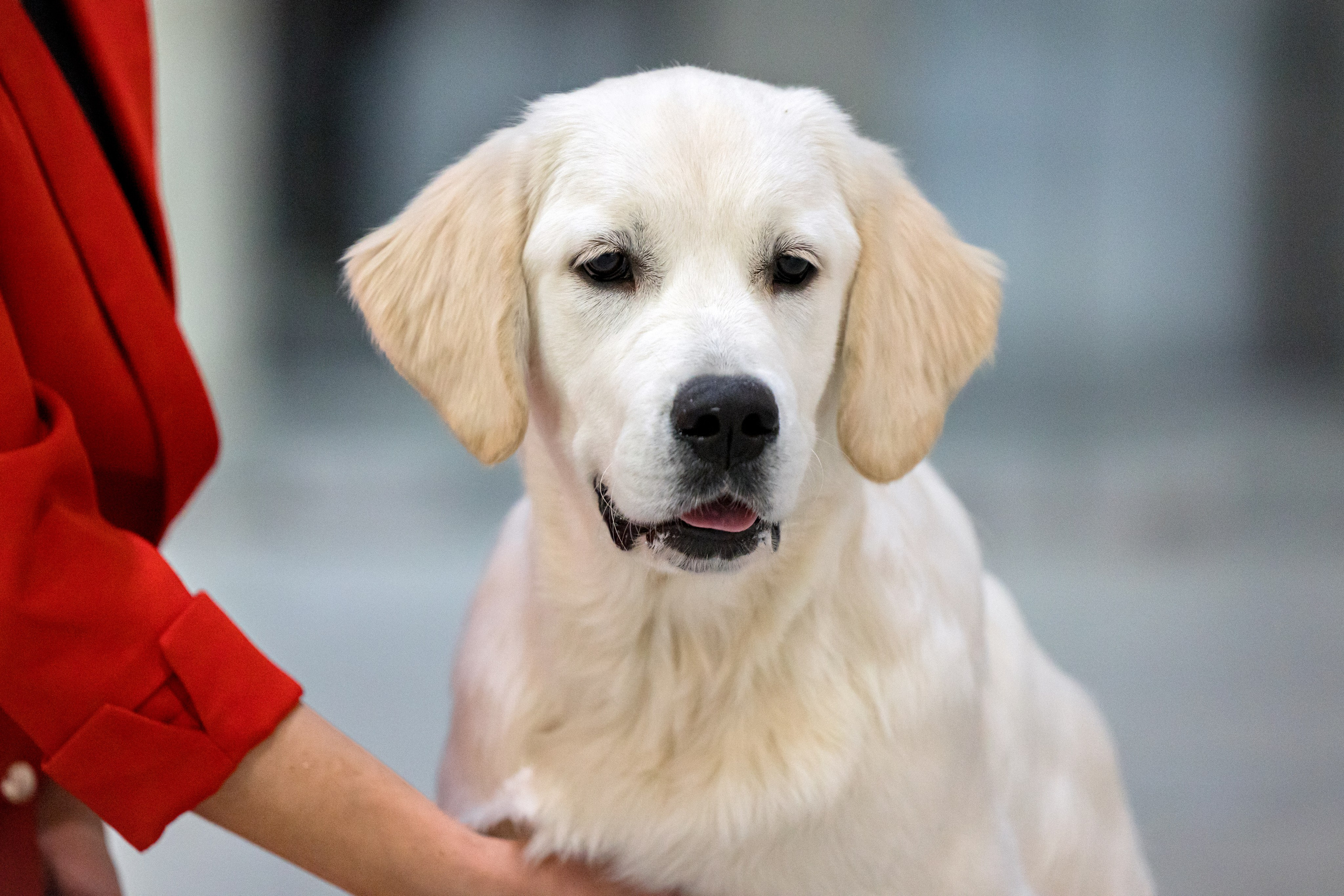 Крокус 3,9 и 10.12.2023. Фотограф-анималист Юлия Германика