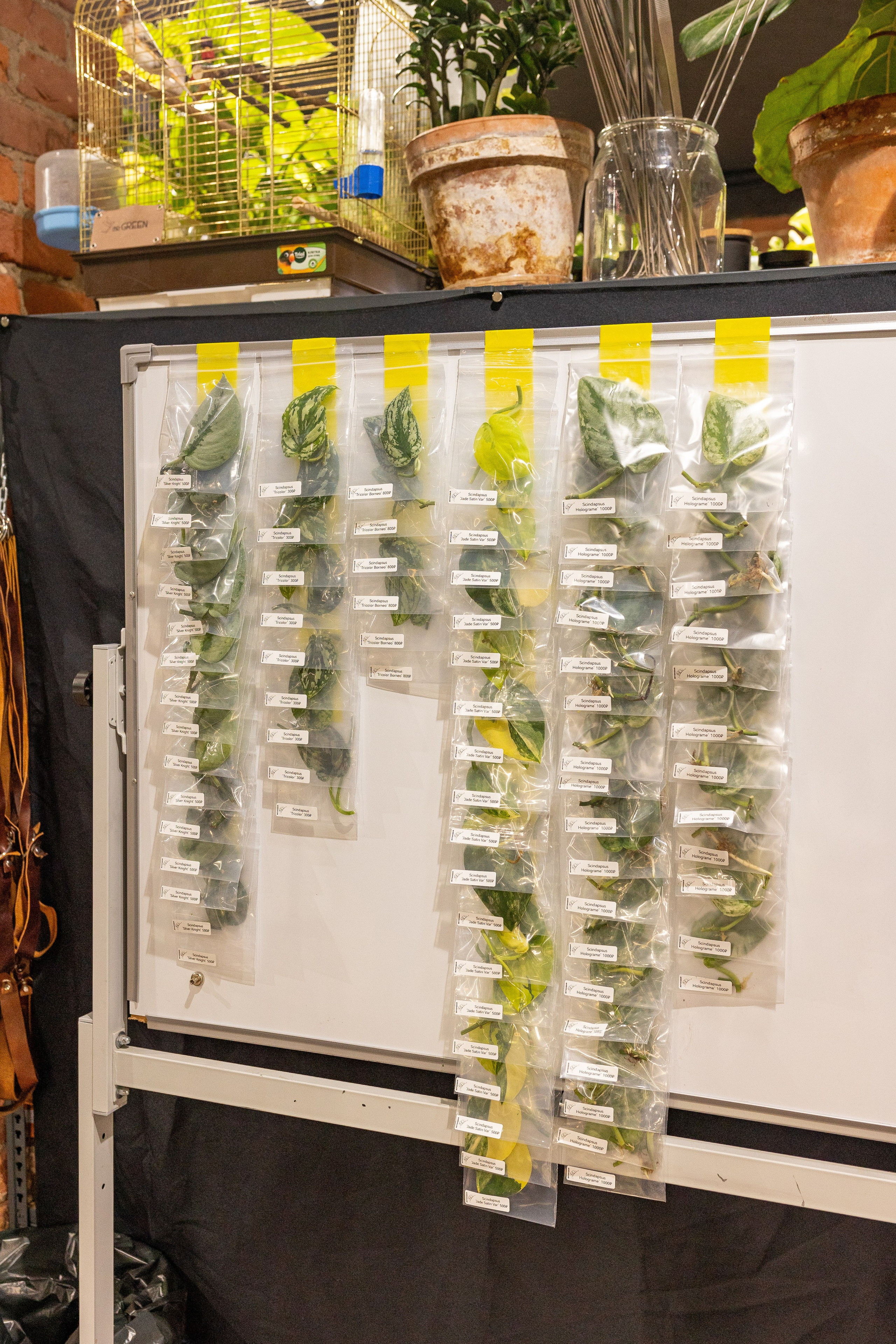 Green_Rare Ярмарка февраль 2025. Александра Куликова фотограф, Москва