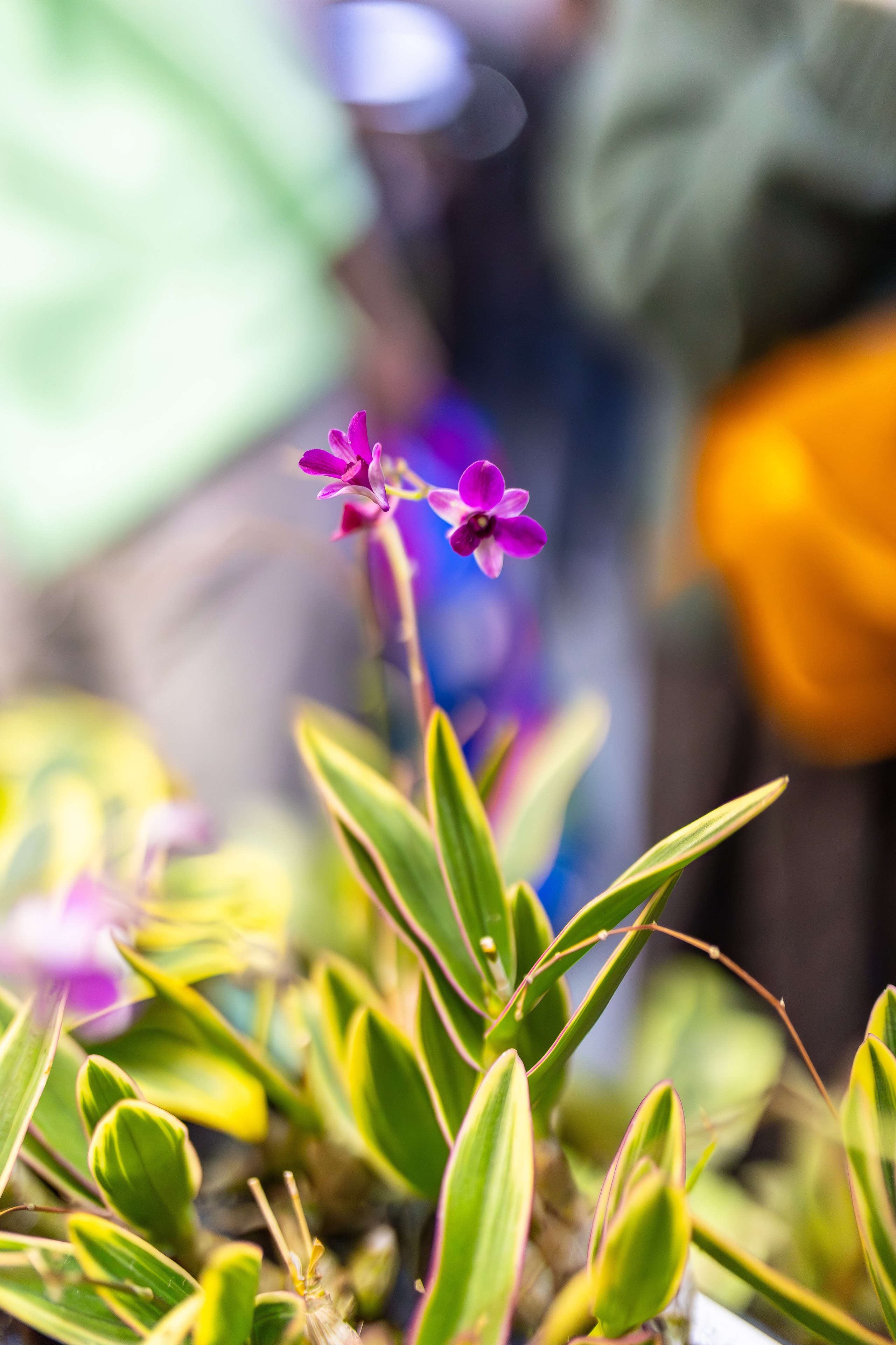 Орхидиум сентябрь 2025. Александра Куликова фотограф, Москва