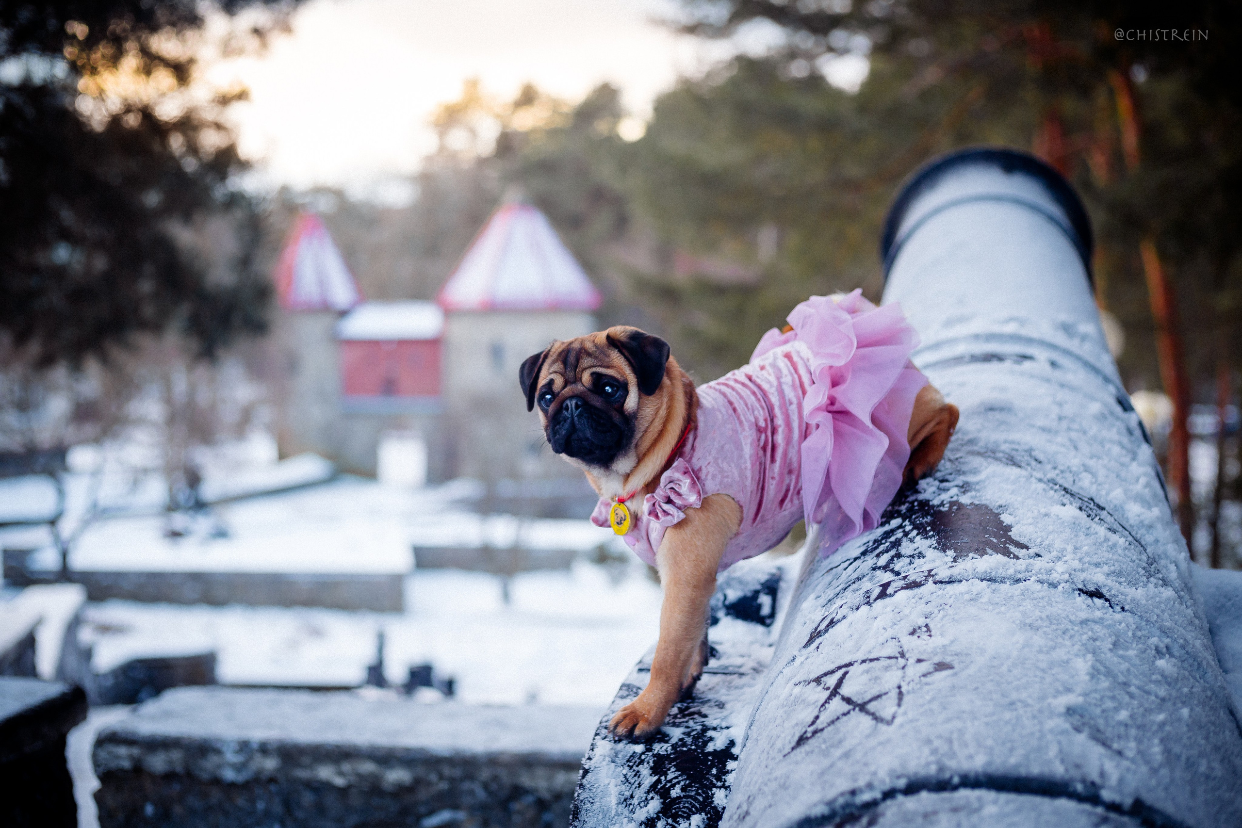Новогоднее настроение. Роза. Фотограф-анималист Наталия Чистюхина в г. Сосновый Бор и ЛО