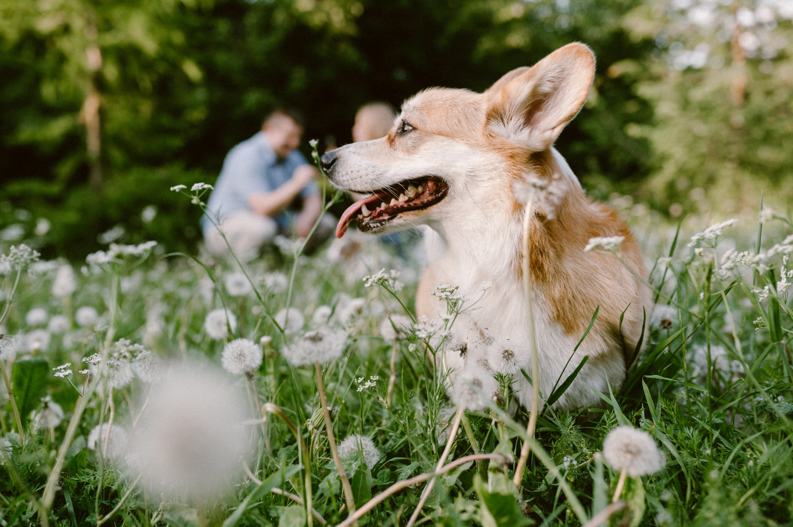 Настя и её семья. Фотограф анималист в Москве Ольга Агушева