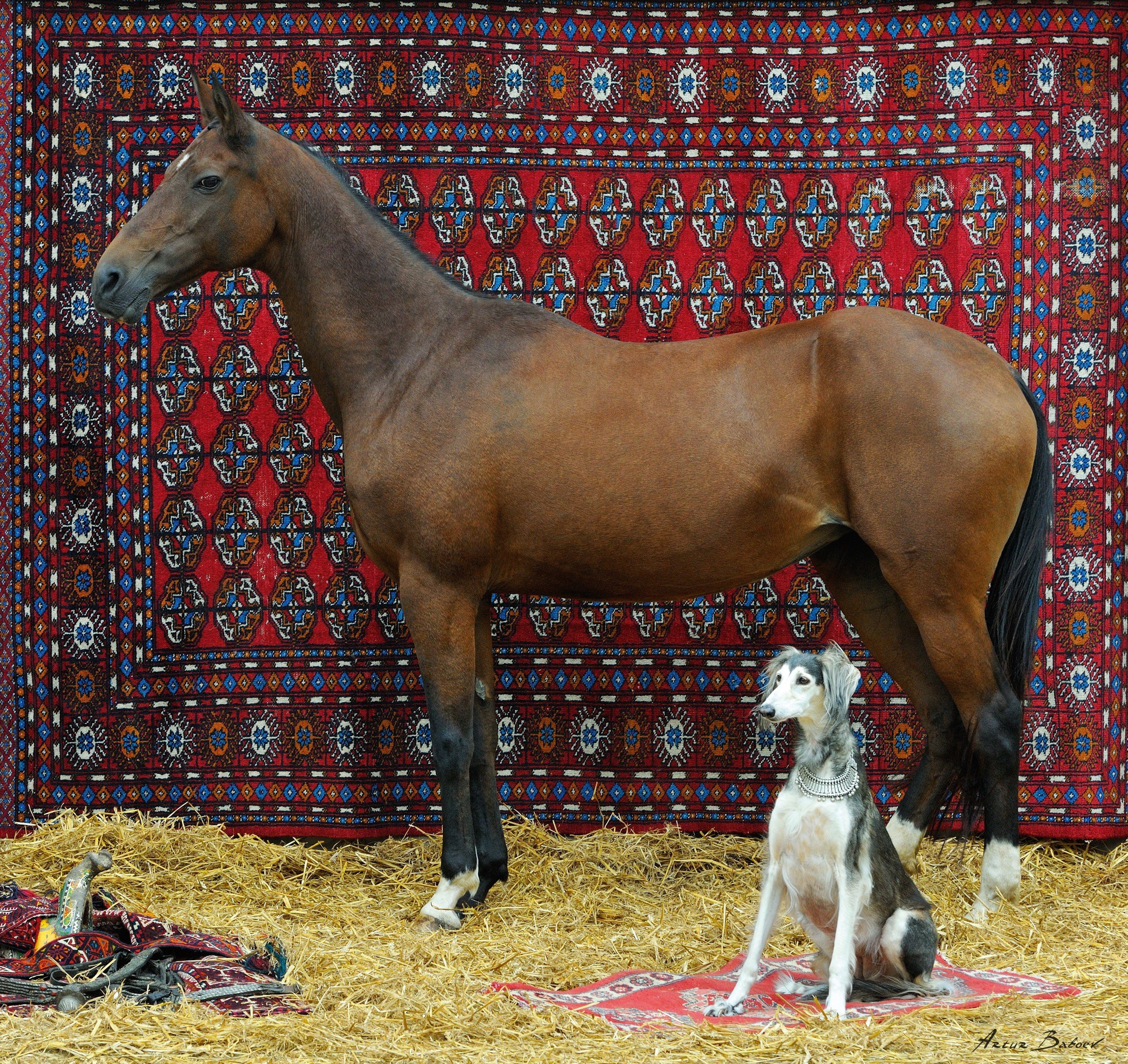 Gallery. Art photos of horses — ARTUR BABOEV | Photographer