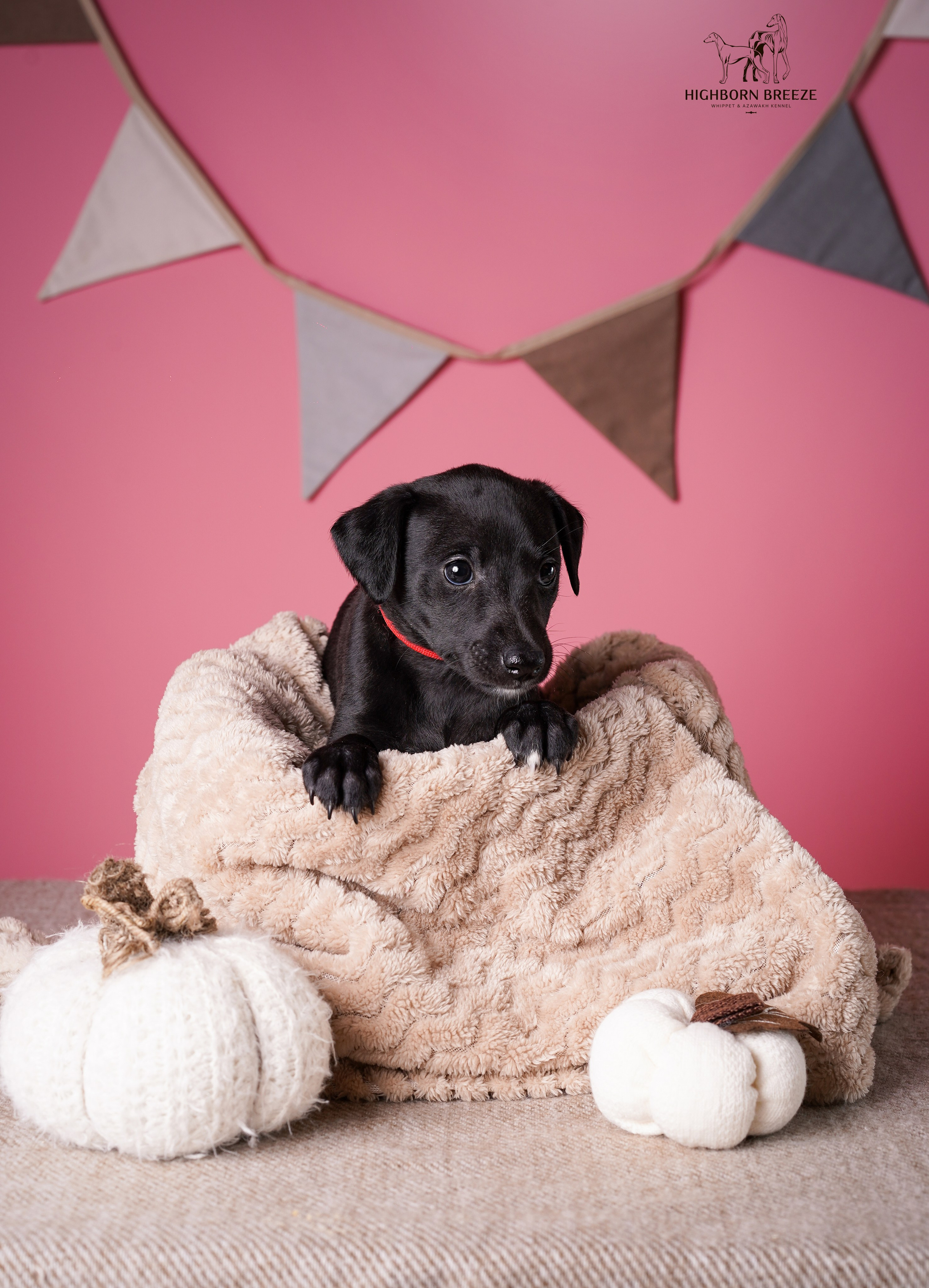 Щенки уиппета. Фотограф-анималист в Санкт-Петербурге Яна Мартынова