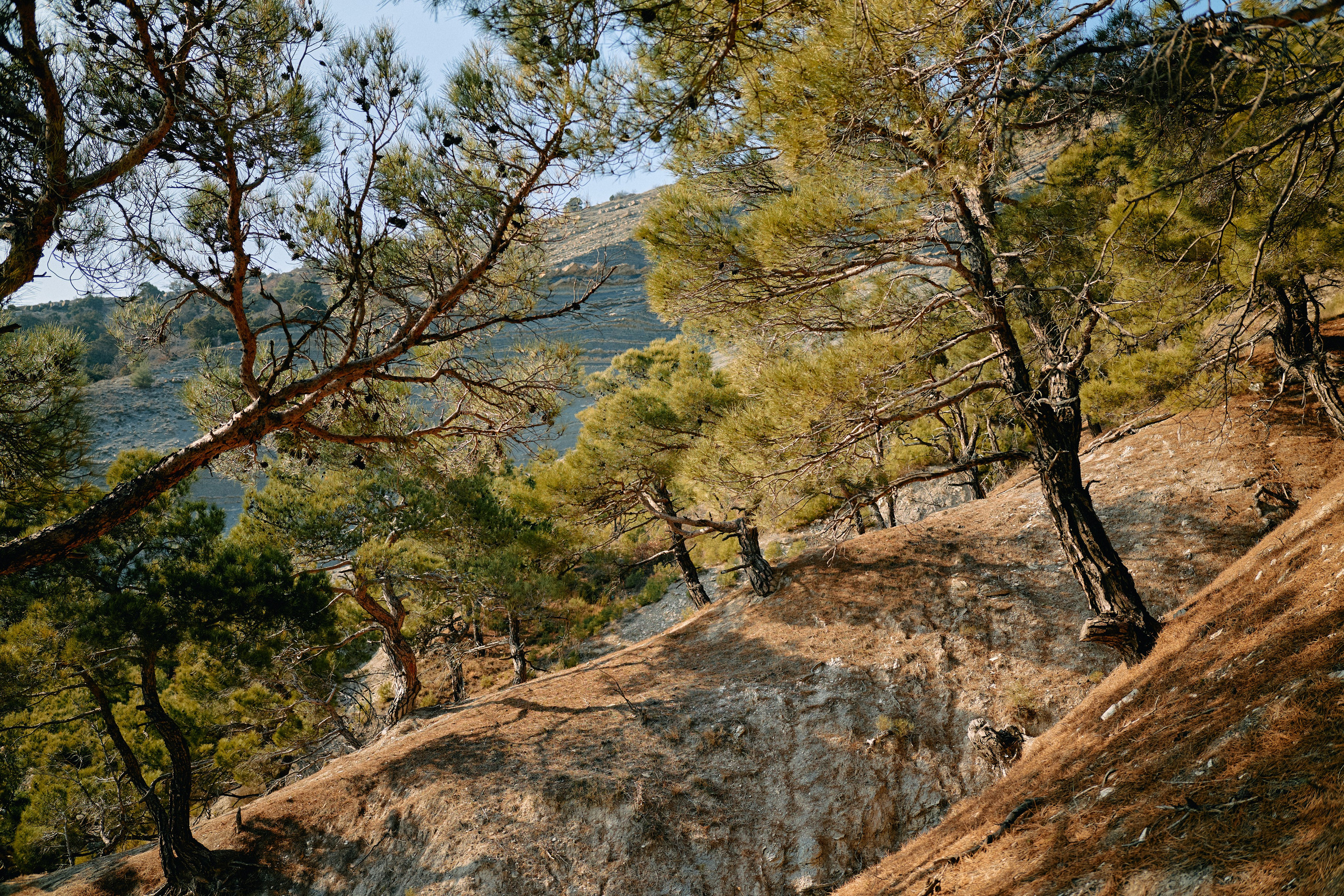 Юг России. Профессиональный Фотограф во Владимире, в Москве и в Суздале — Полина Романычева