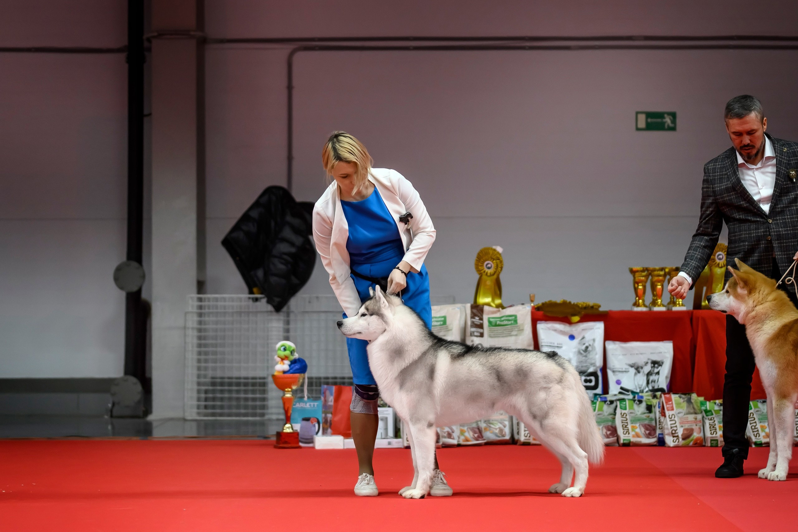 Собаки. FASHION ФОТОГРАФ КАЗАНЬ