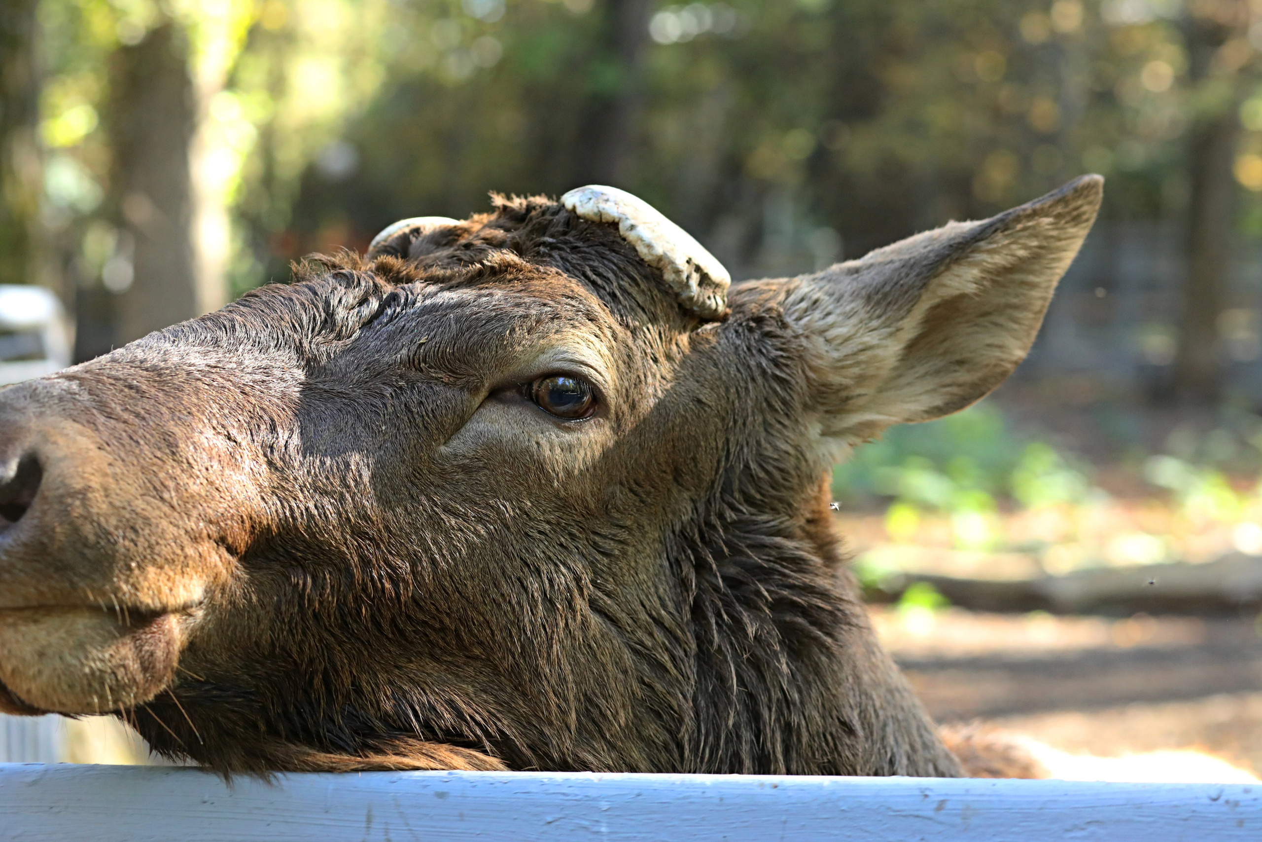 Ростовский зоопарк. Фото-художник и Репортажный фотограф Николаев Александр Алексеевич