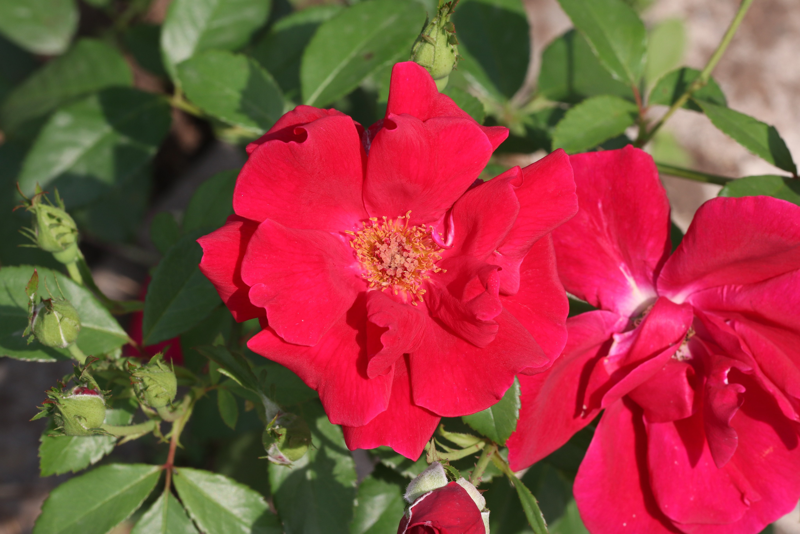 Долина роз в Кисловодске. Фото-художник и Репортажный фотограф Николаев Александр Алексеевич