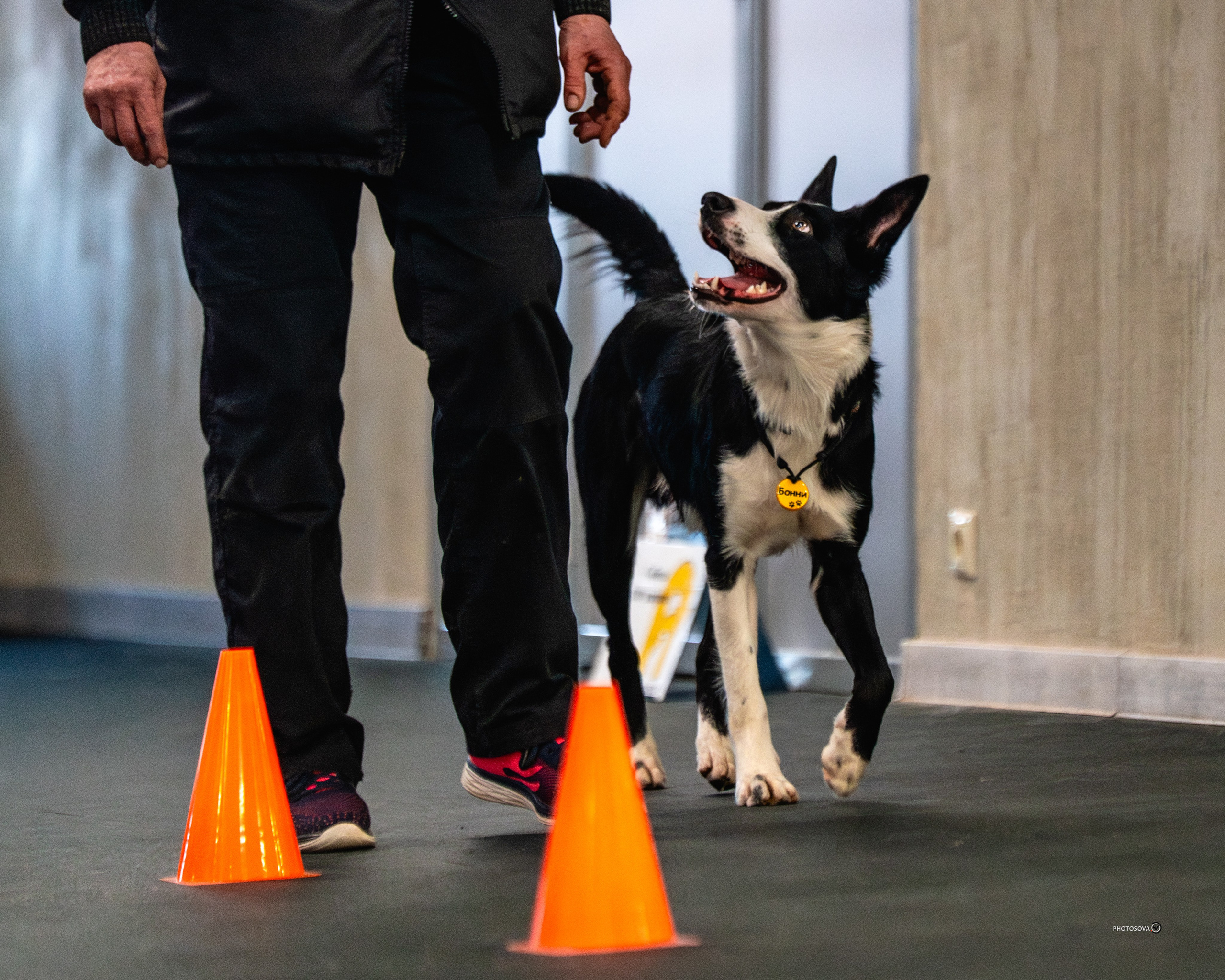 ТЫ И Я (соревнования по ралли-обидиенс). Фотограф-анималист, семейный фотограф в Москве и Подмосковье. Фотосъёмка кинологических дисциплин