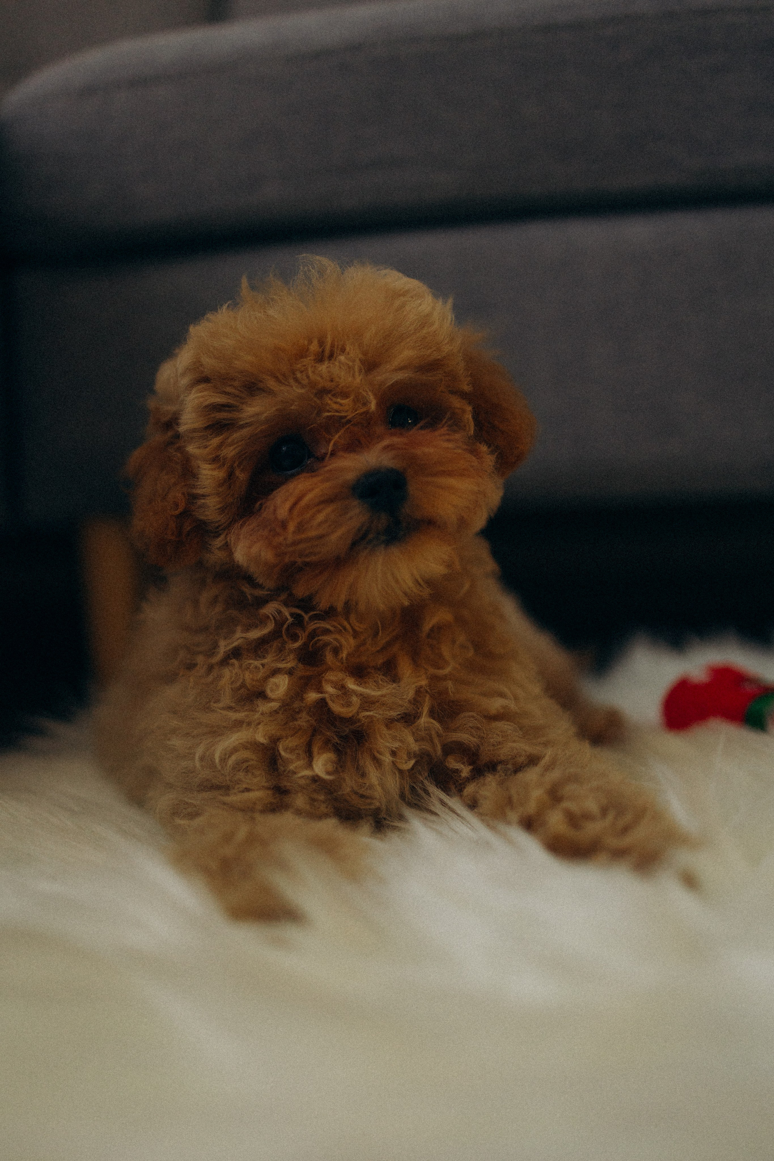 Ксюша, Дима и Куки. Фотораф — анималист Мария Шистка