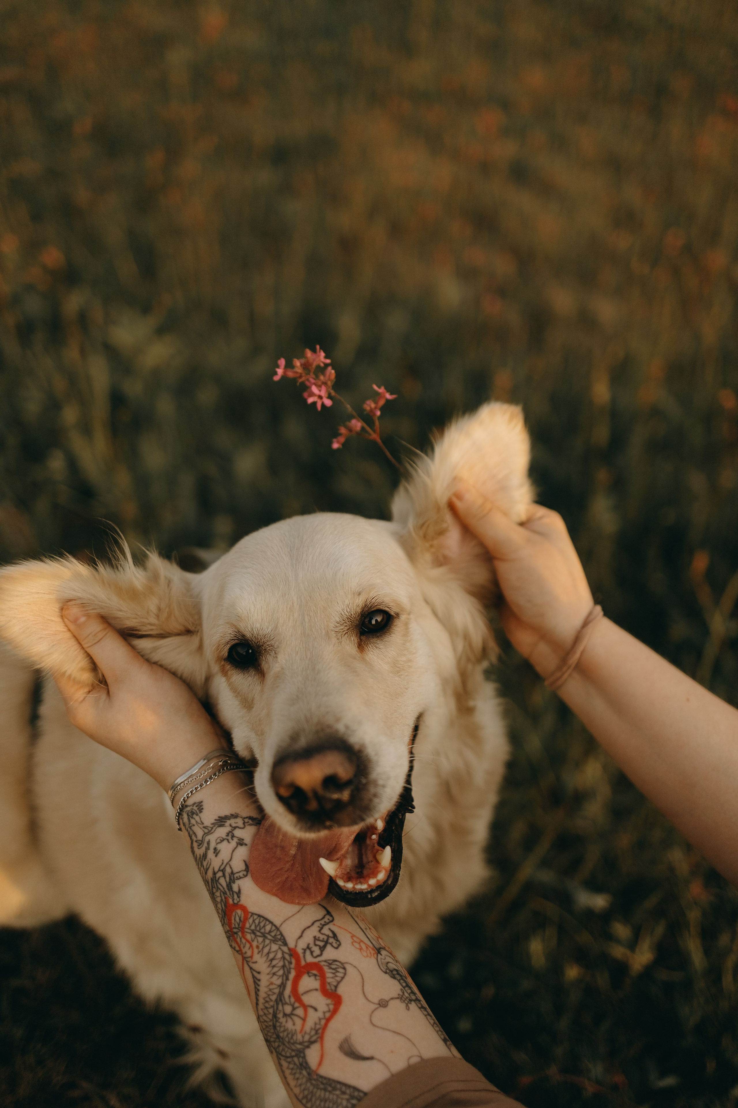 Милка и ребята. Фотограф — Анималист | Санкт-Петербург