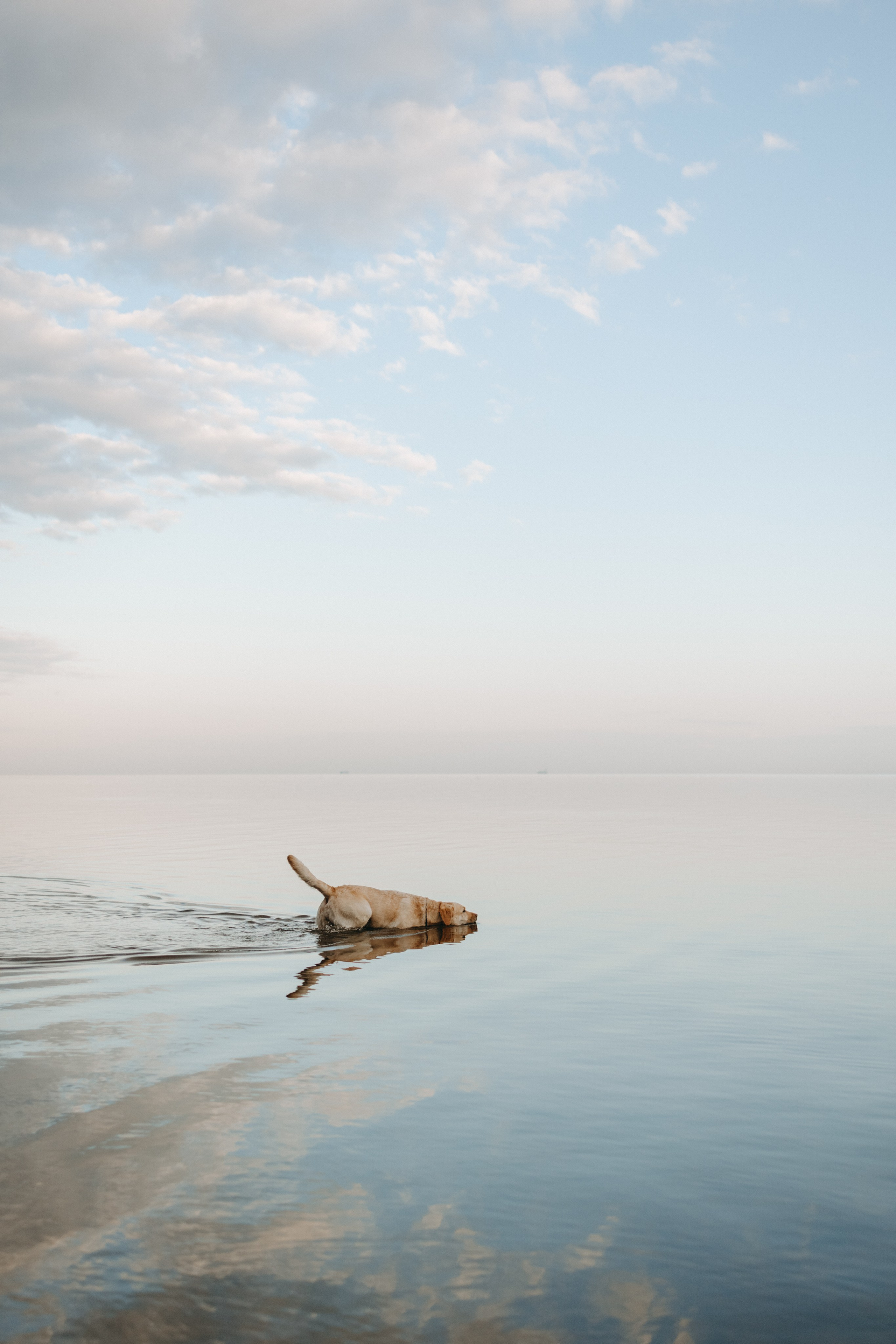 Наташа и Шани. Фотограф — Анималист | Санкт-Петербург