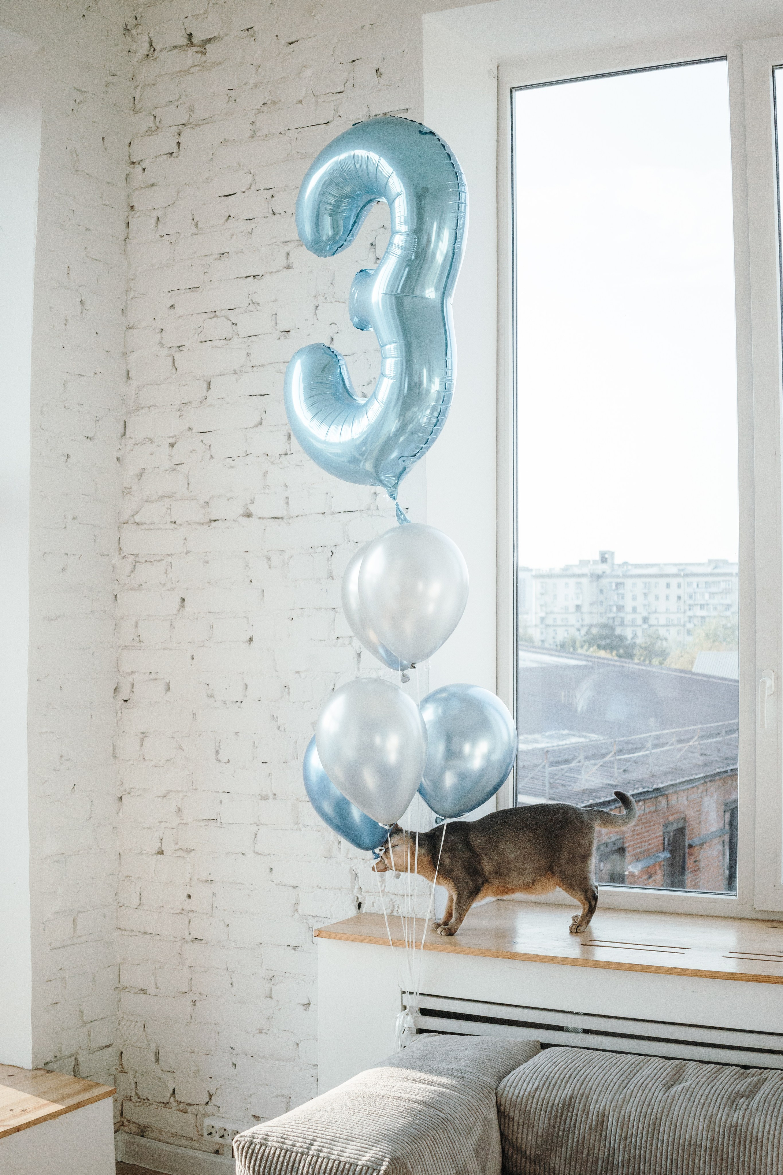 Циско и его семья. Фотограф — Анималист | Санкт-Петербург