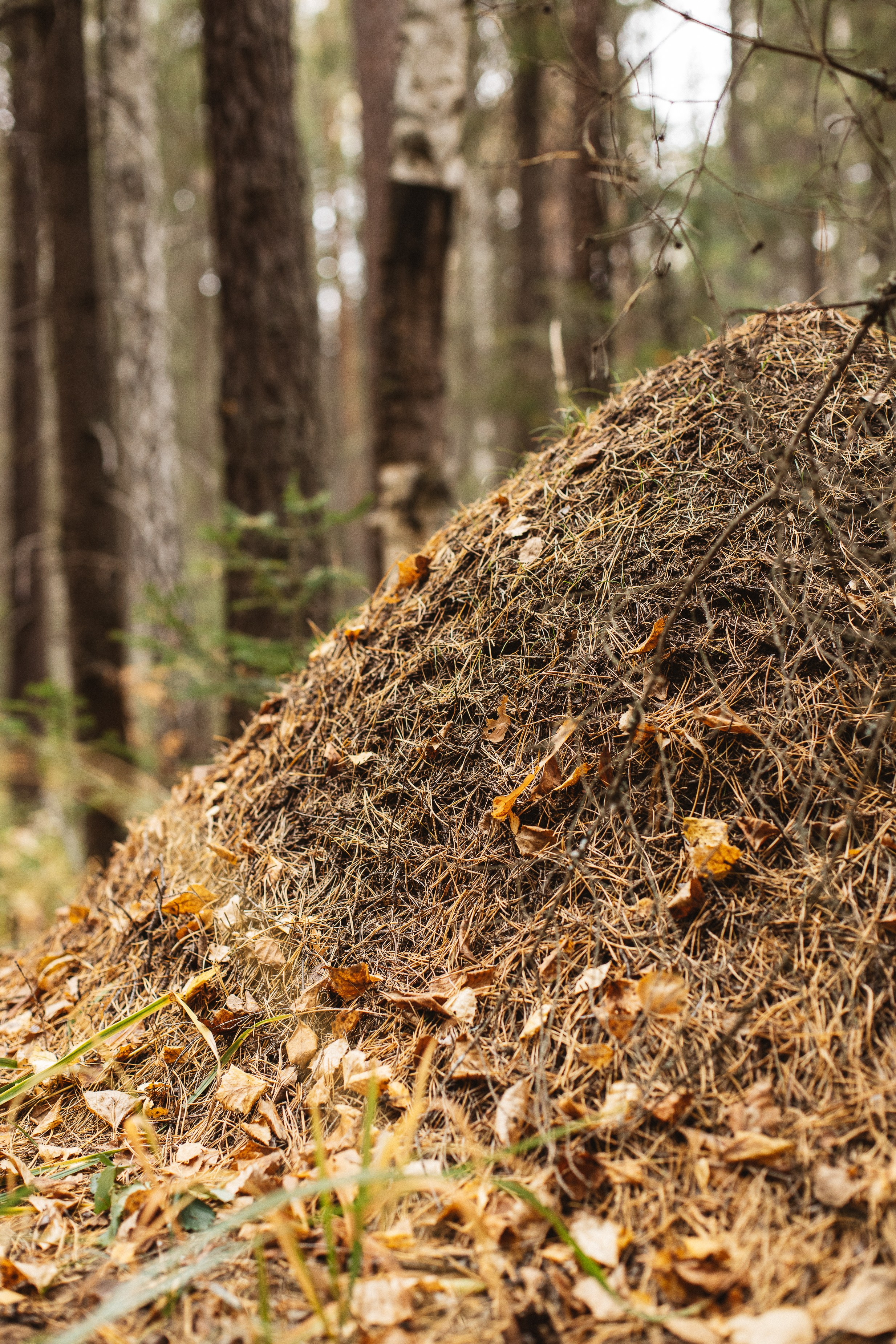 Семь Братьев. Семейный фотограф Трусова Евгения в Екатеринбурге