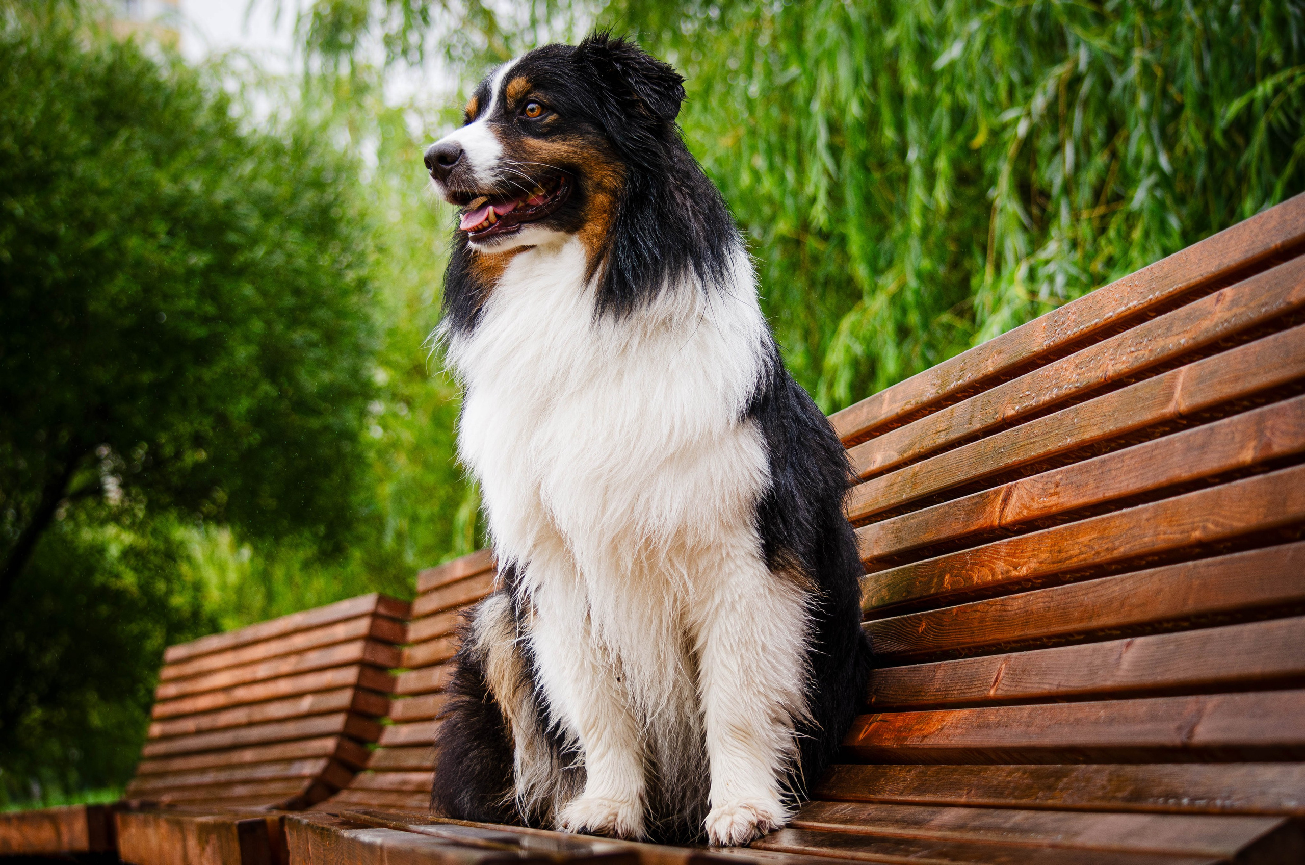 Арья и Оззи. Фотограф Светлана Блинова, Москва и Московская область
