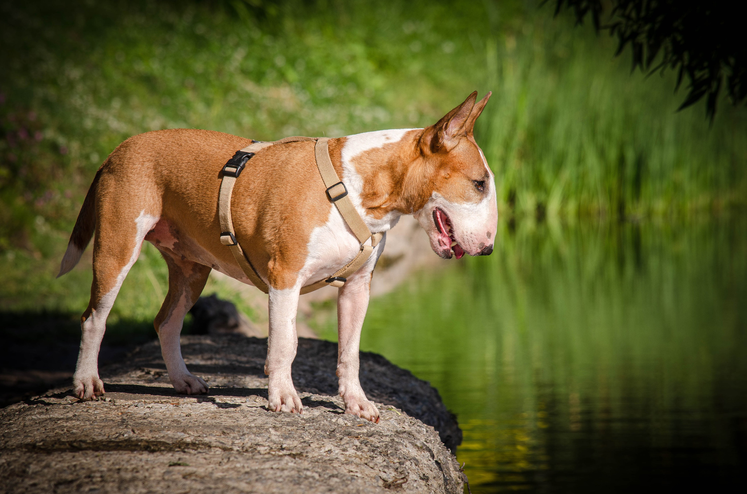 Пуля. Фотограф Светлана Блинова, Москва и Московская область