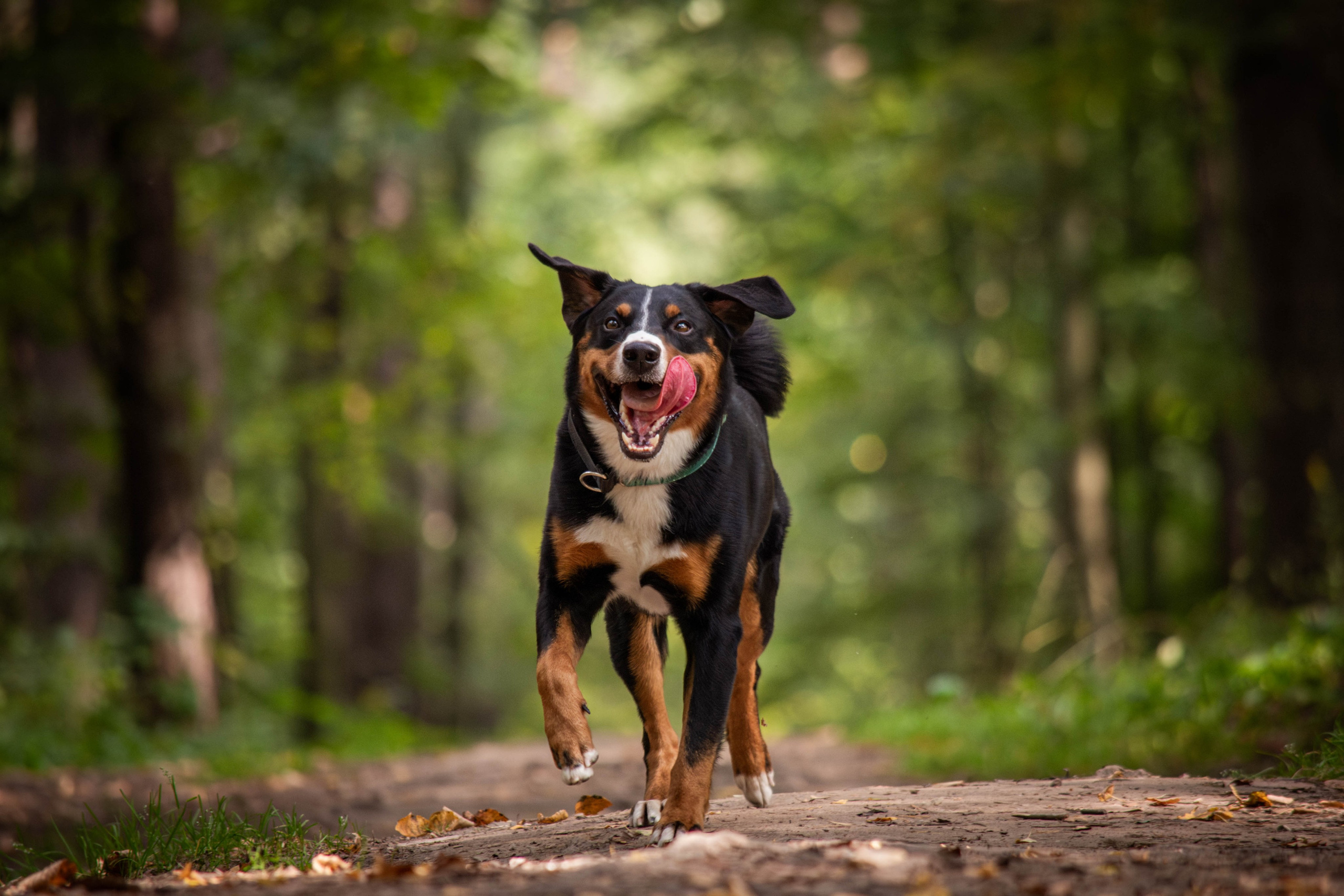 Микки и Юля. Фотограф Светлана Блинова, Москва и Московская область
