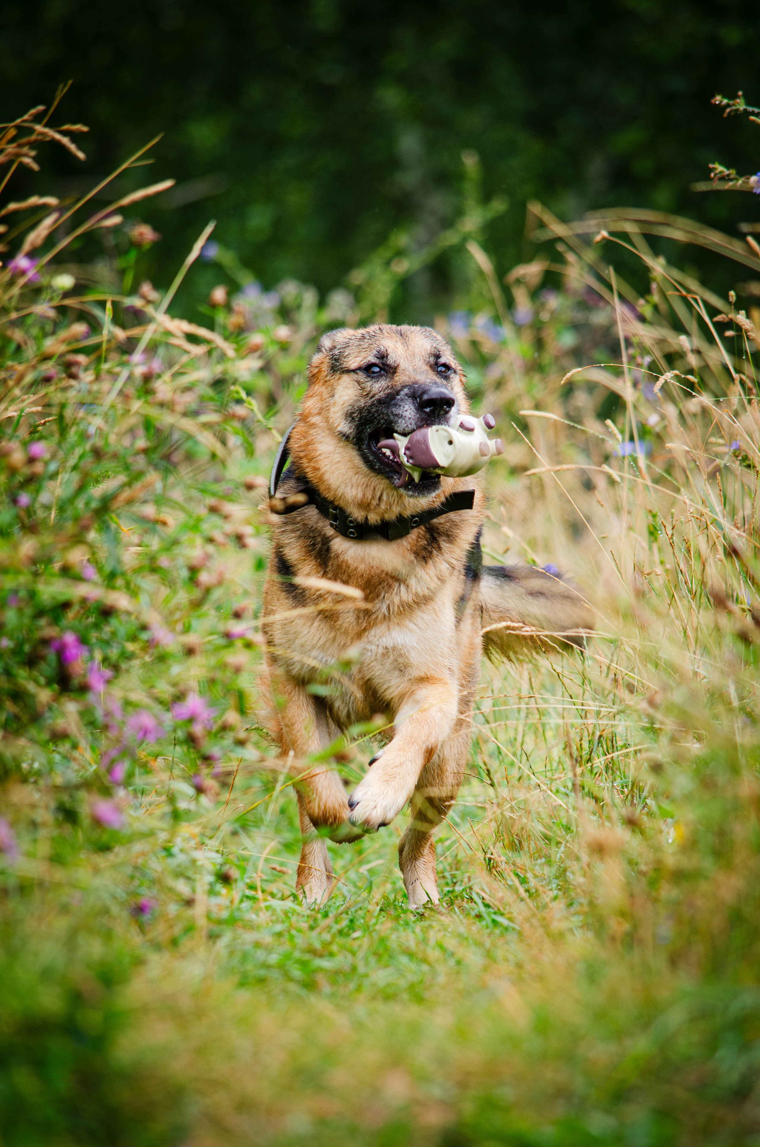 Арья и Оззи. Фотограф Светлана Блинова, Москва и Московская область