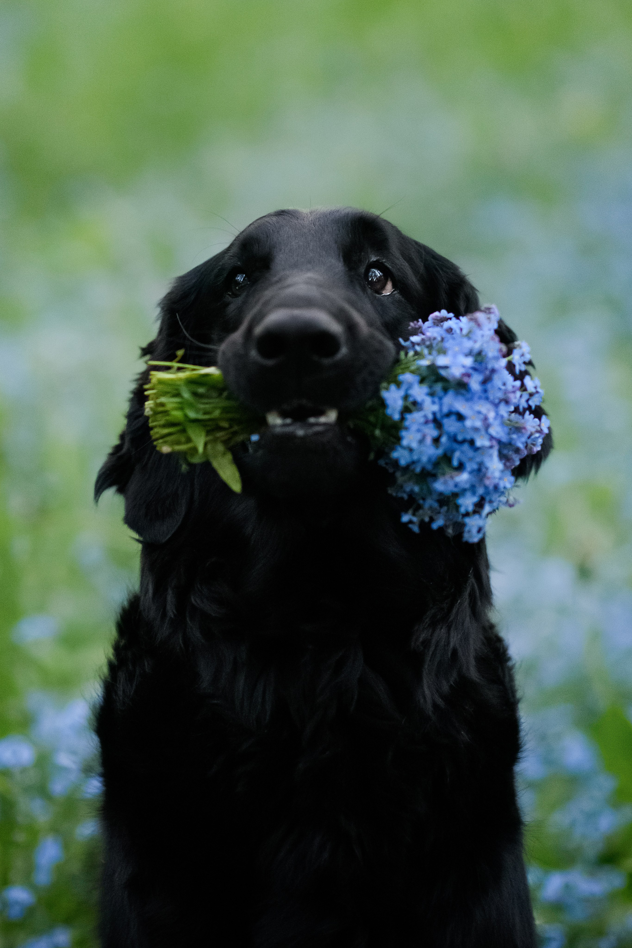 Степа, Йоки и Мята — 29.05.2024. Фотограф — Анималист | Анна Абрамова