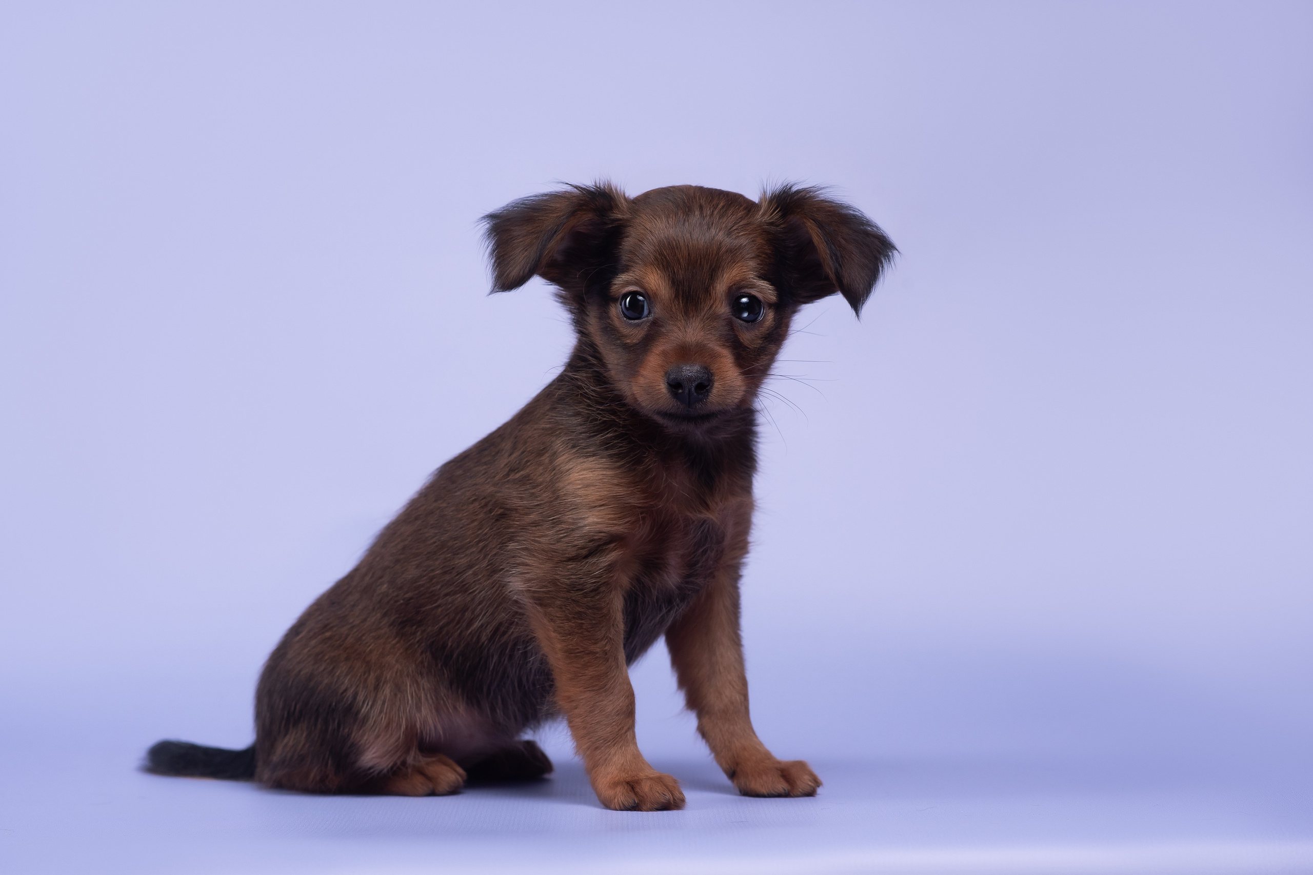 Пражские крысарики — 02.04.2025. Фотограф — Анималист | Анна Абрамова