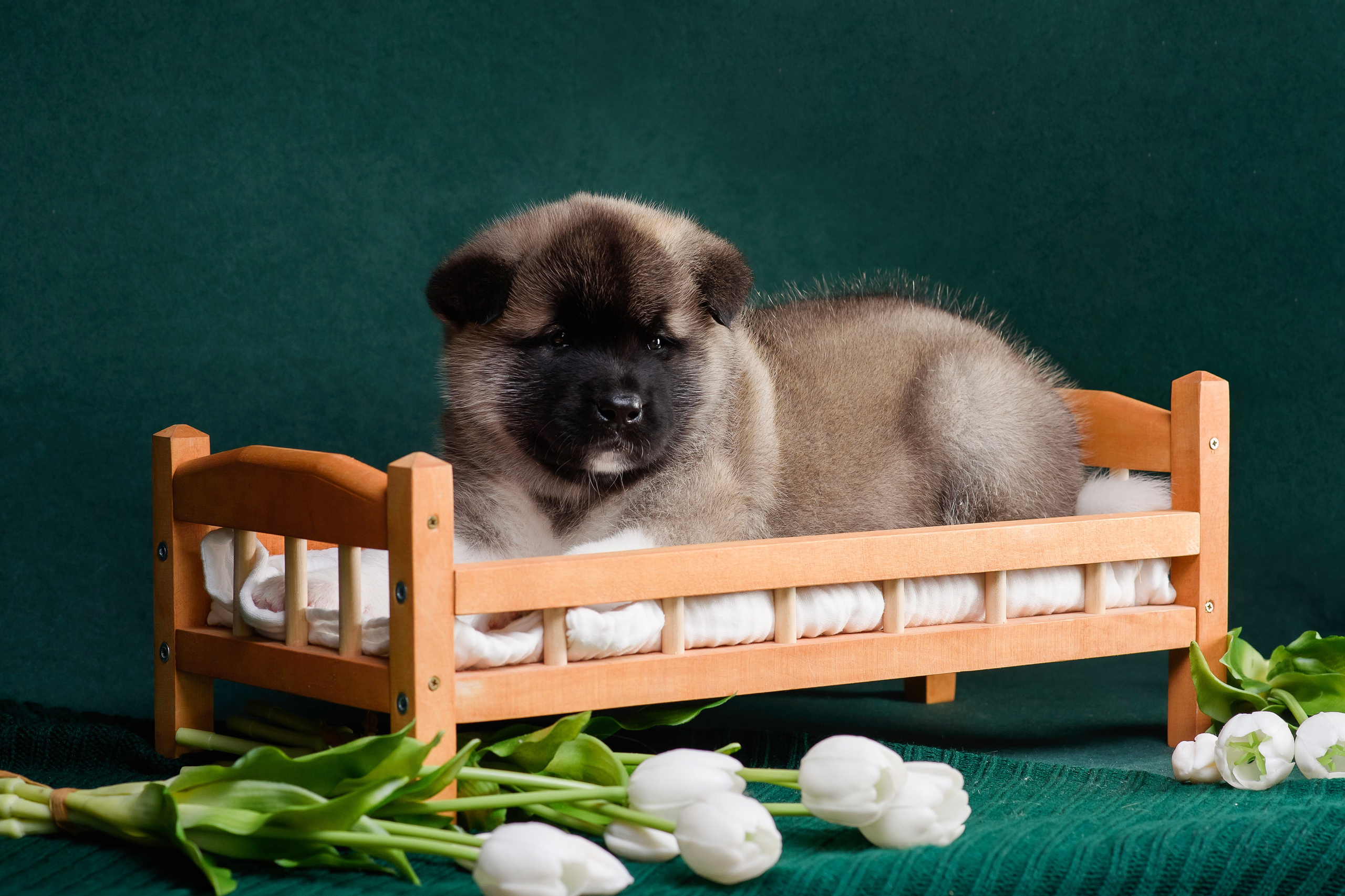 Щенки Американской Акиты. Фотограф — Анималист | Анна Абрамова