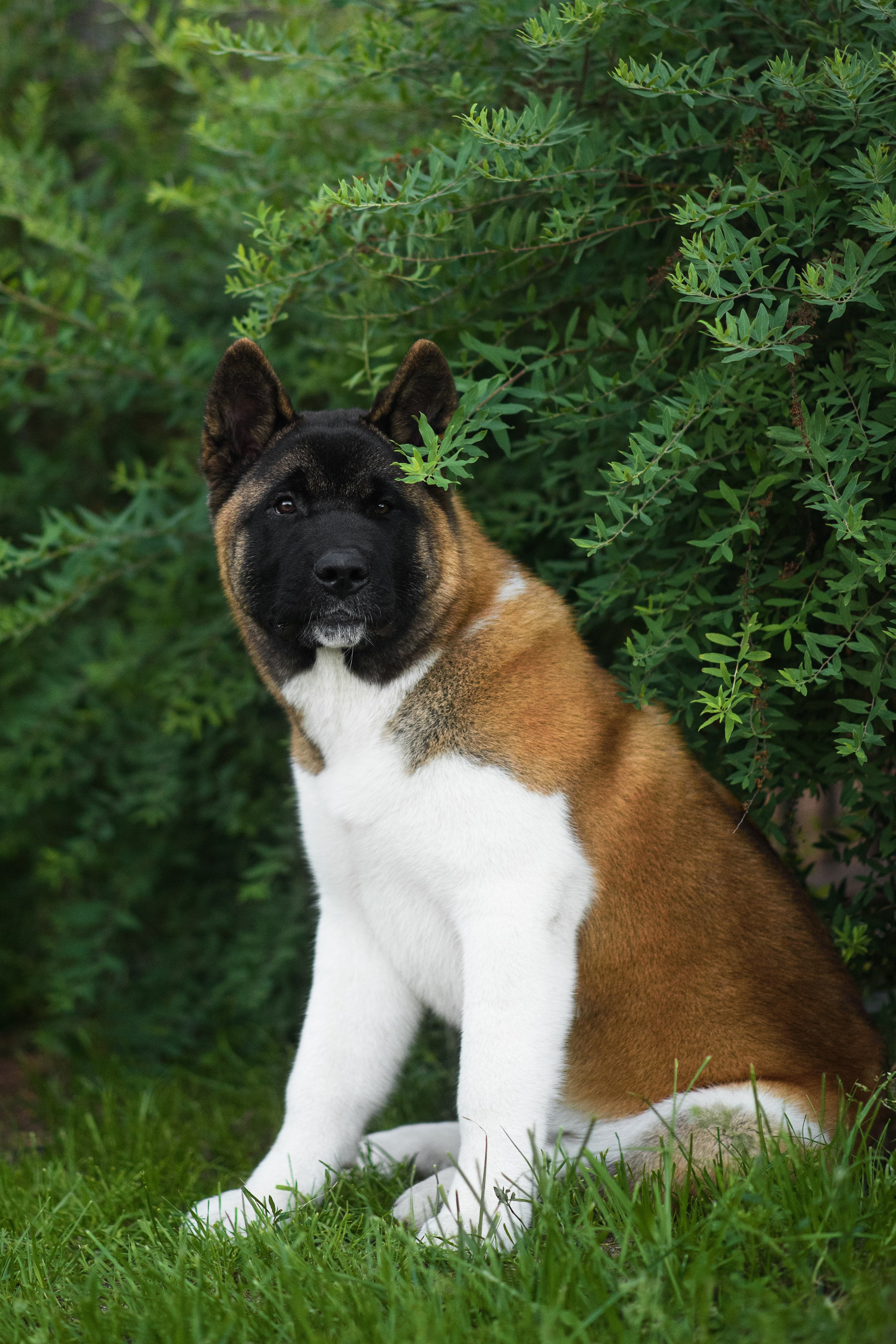 Луна — 21.06.2024. Фотограф — Анималист | Анна Абрамова