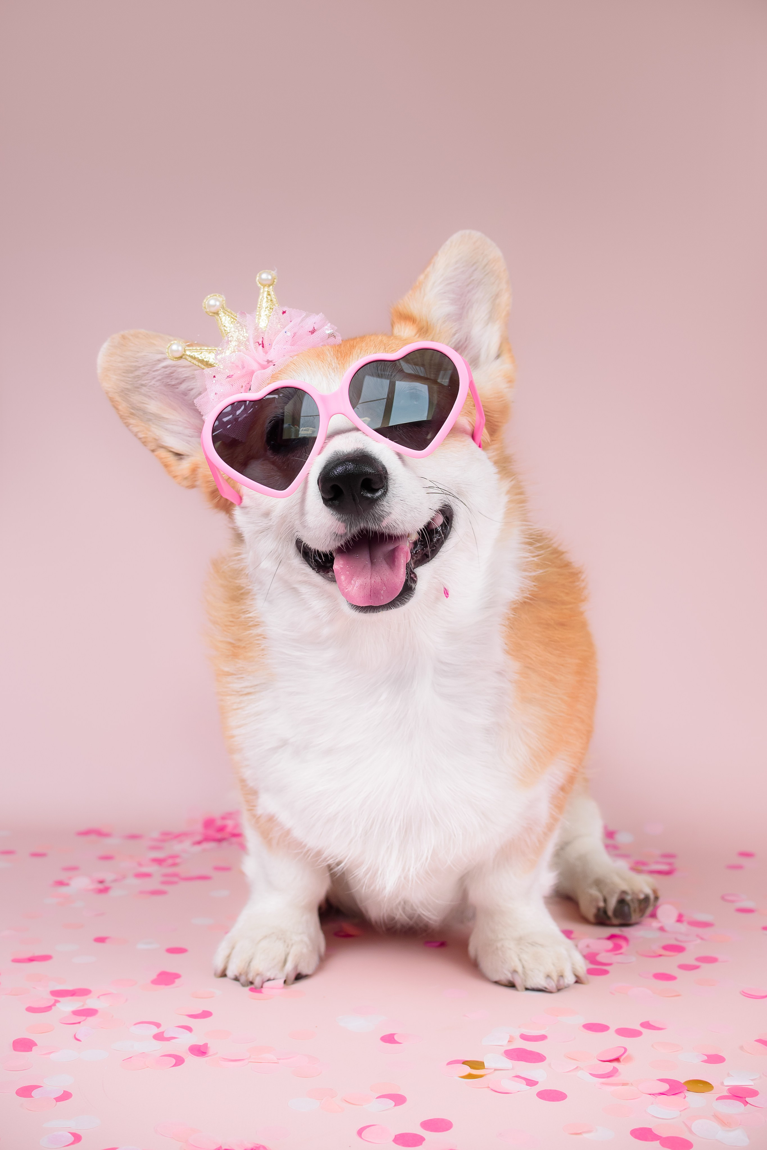 Лея ДР — 25.05.2024. Фотограф — Анималист | Анна Абрамова