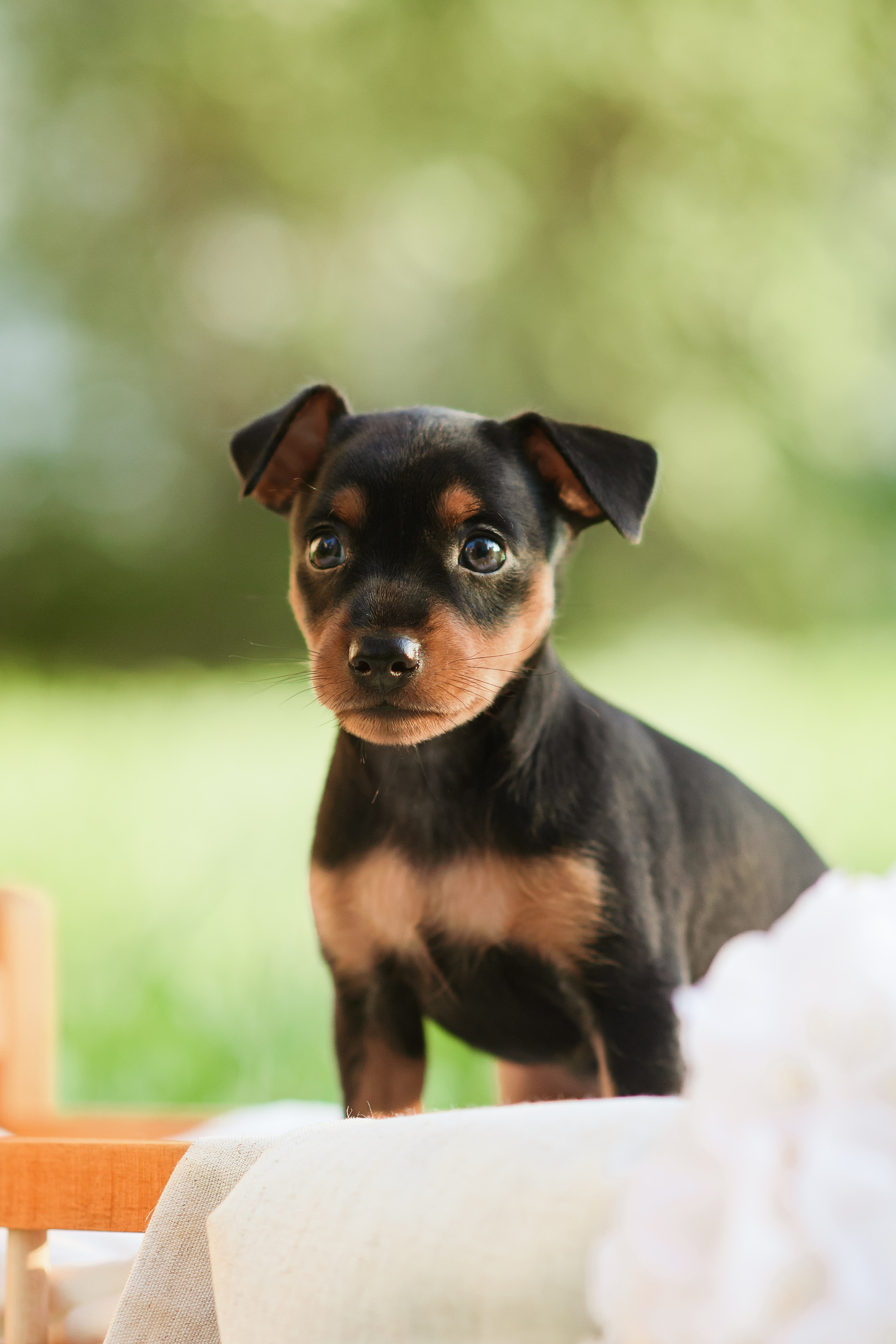Щенки Пражских крысариков — 03.08.2024. Фотограф — Анималист | Анна Абрамова