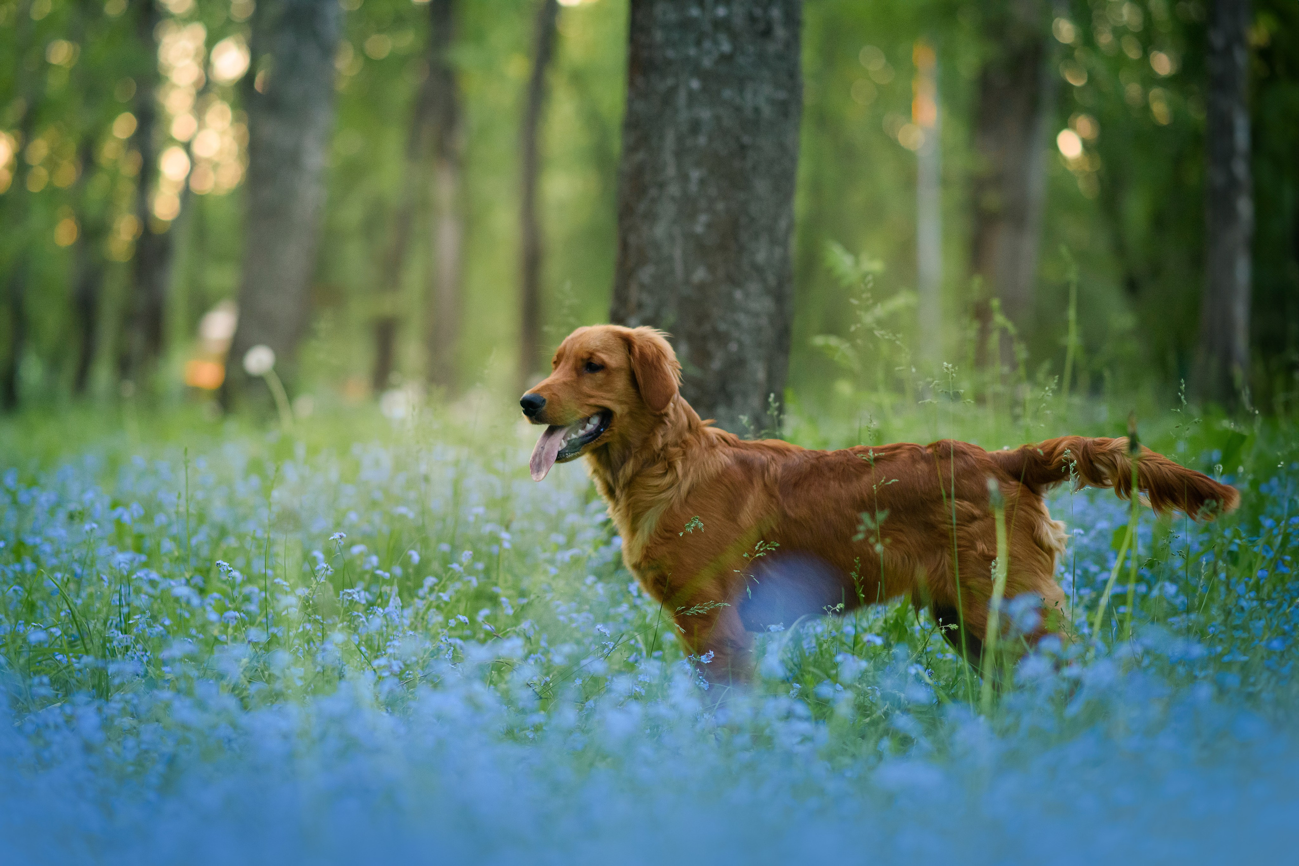 Степа, Йоки и Мята — 29.05.2024. Фотограф — Анималист | Анна Абрамова
