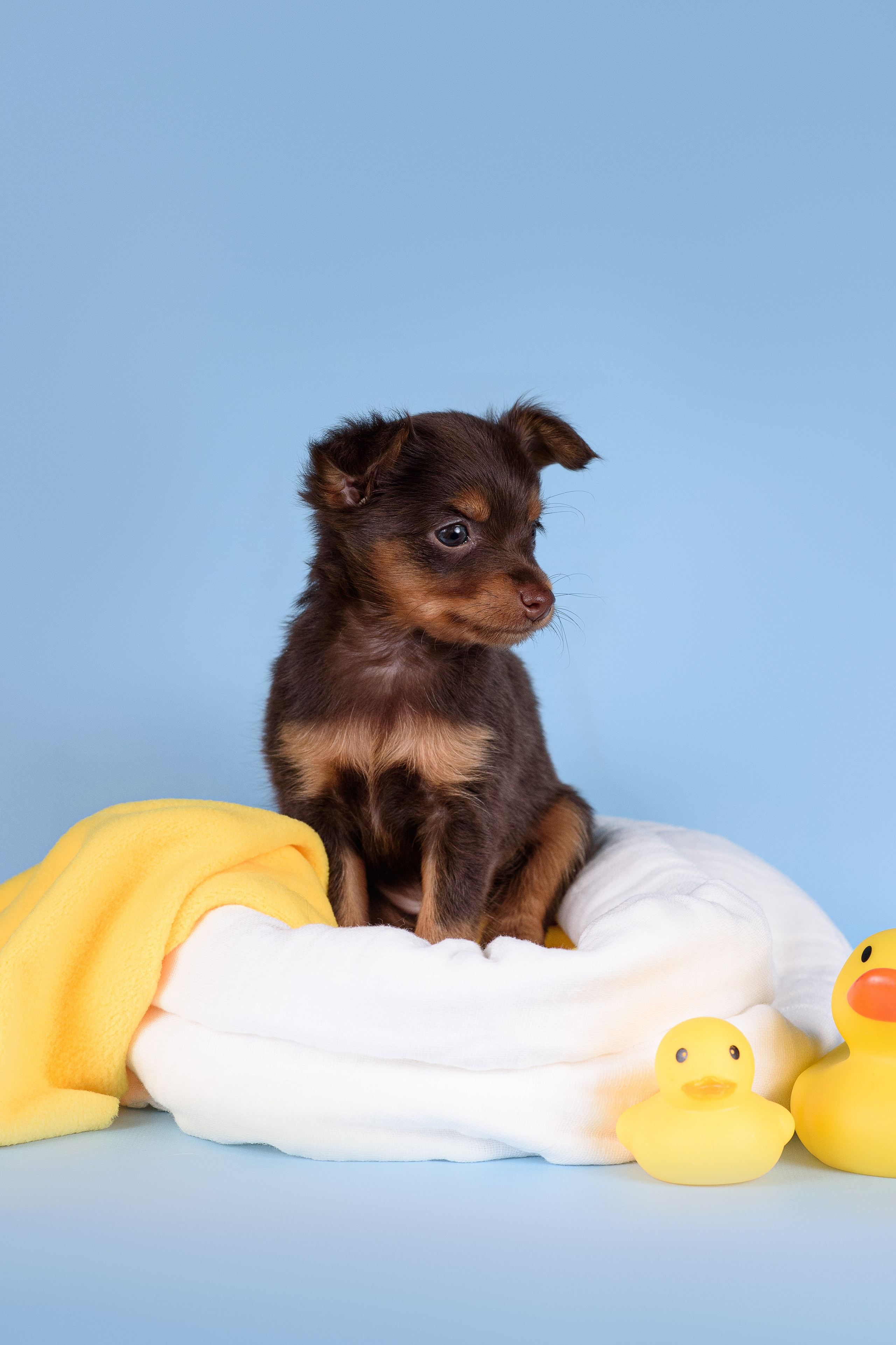 Щенки Пражских крысариков -13.04.2024. Фотограф — Анималист | Анна Абрамова