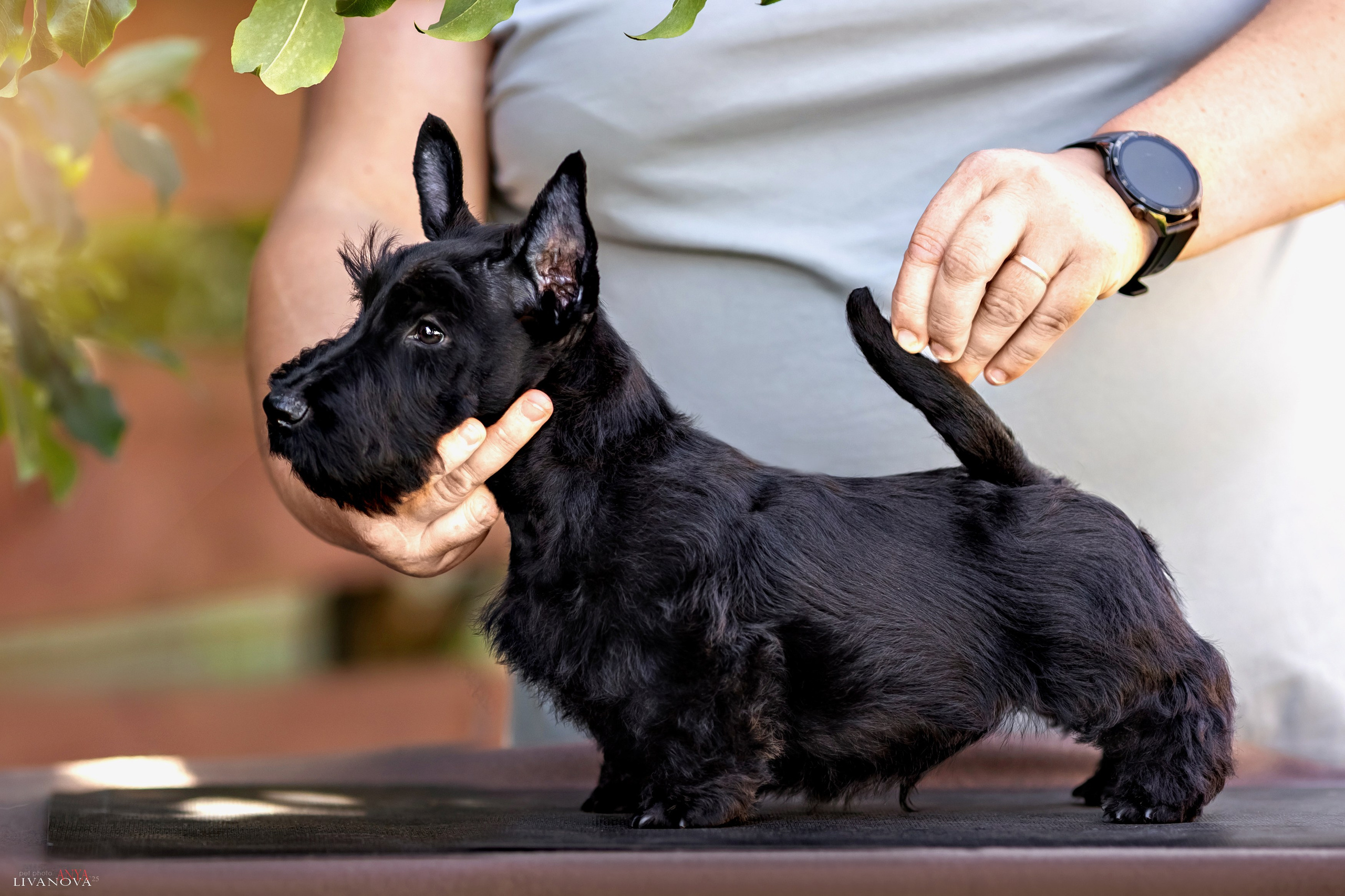 Скотчики. Фотограф анималист Аня Ливанова | Рыбинск