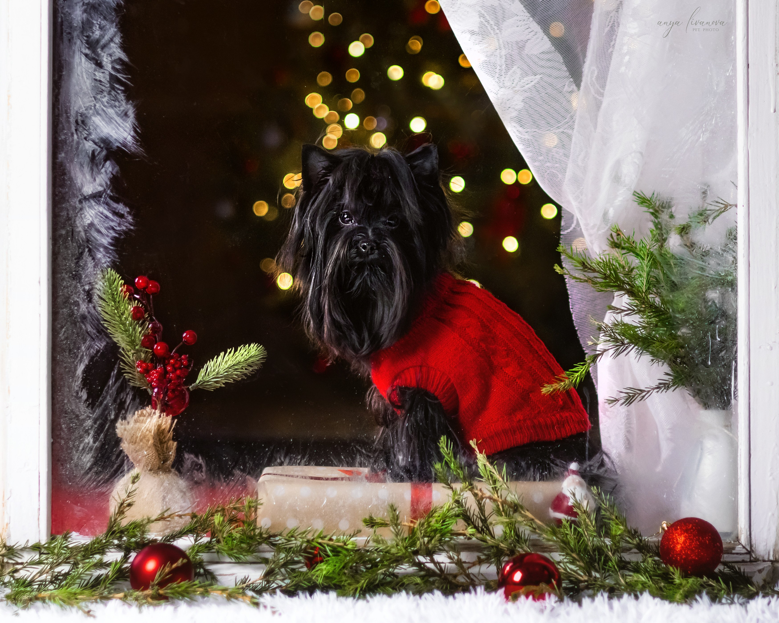 Окошко. Фотограф анималист Аня Ливанова | Рыбинск
