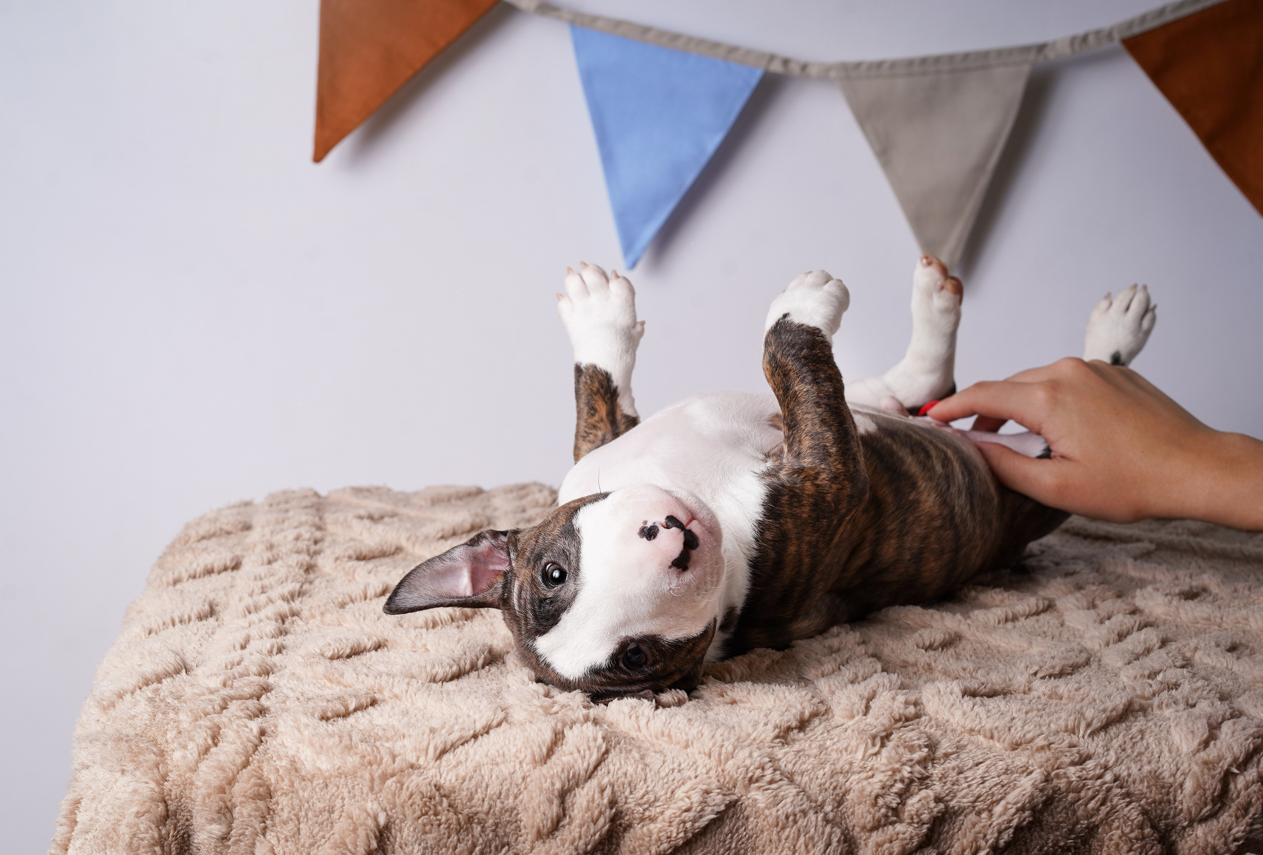Щенки минибультерьера. Фотограф-анималист в Санкт-Петербурге Яна Мартынова