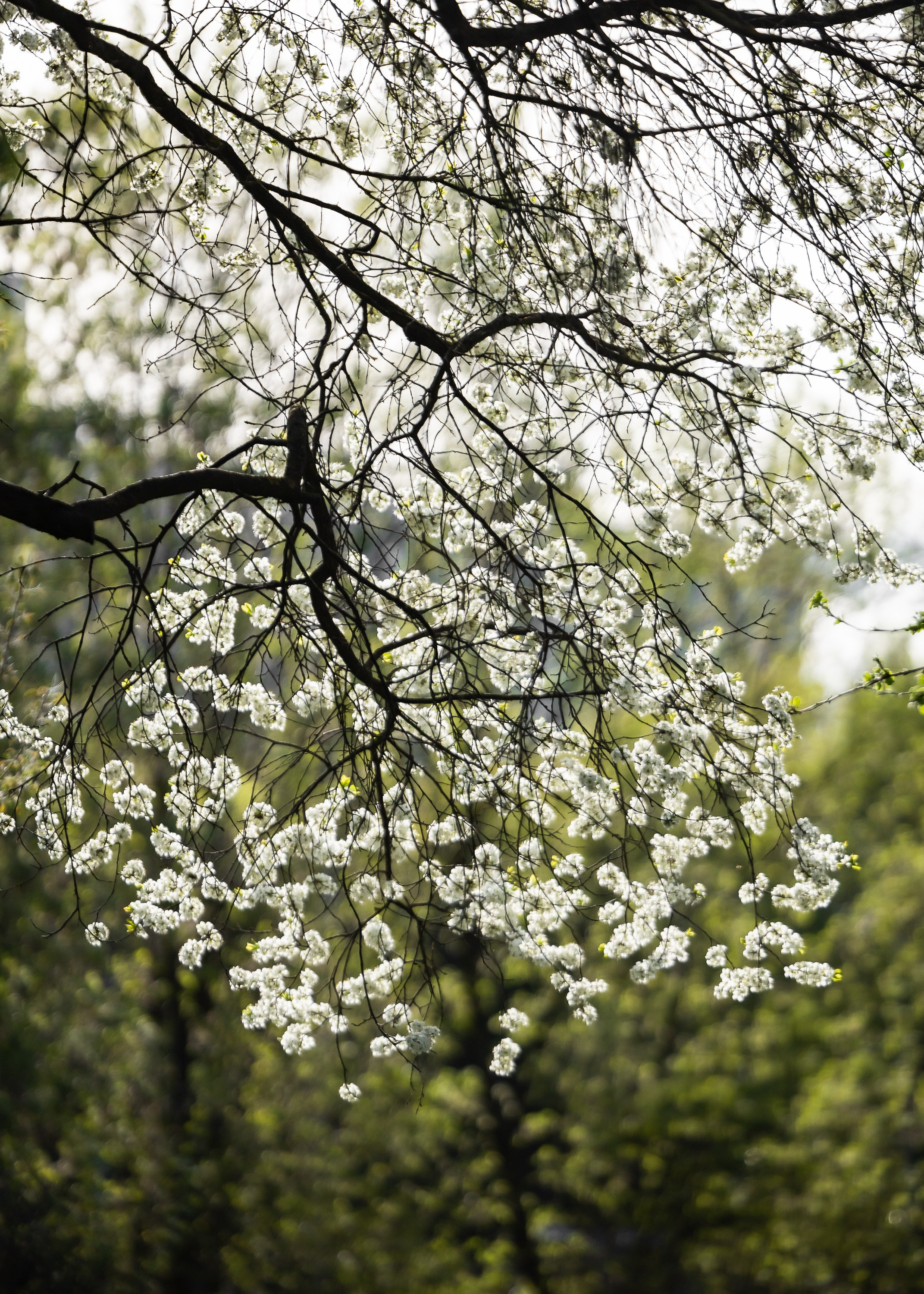 Природа. Фотограф Владимир Охрименко