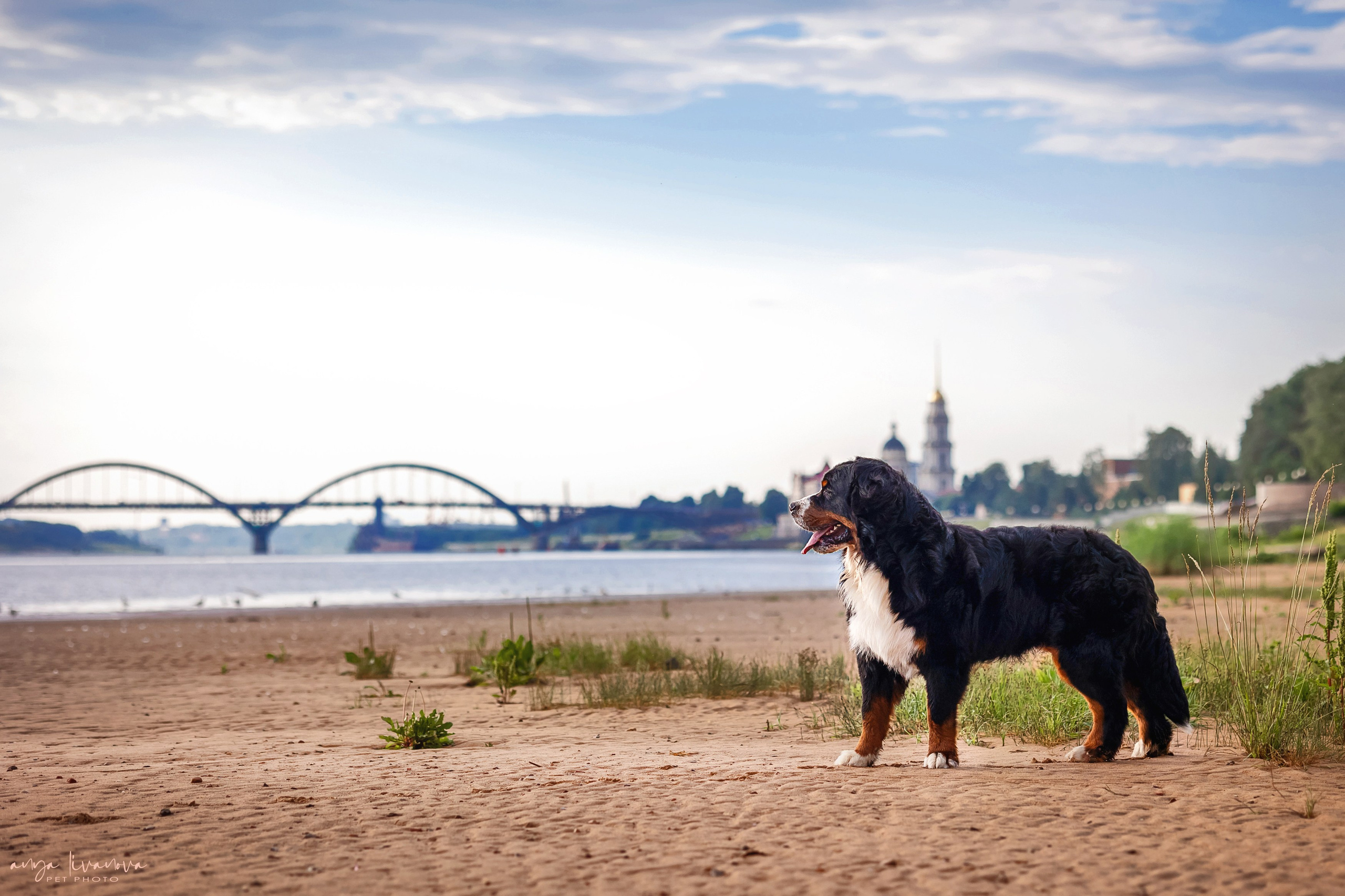 Маша и Буч. Фотограф анималист Аня Ливанова | Рыбинск