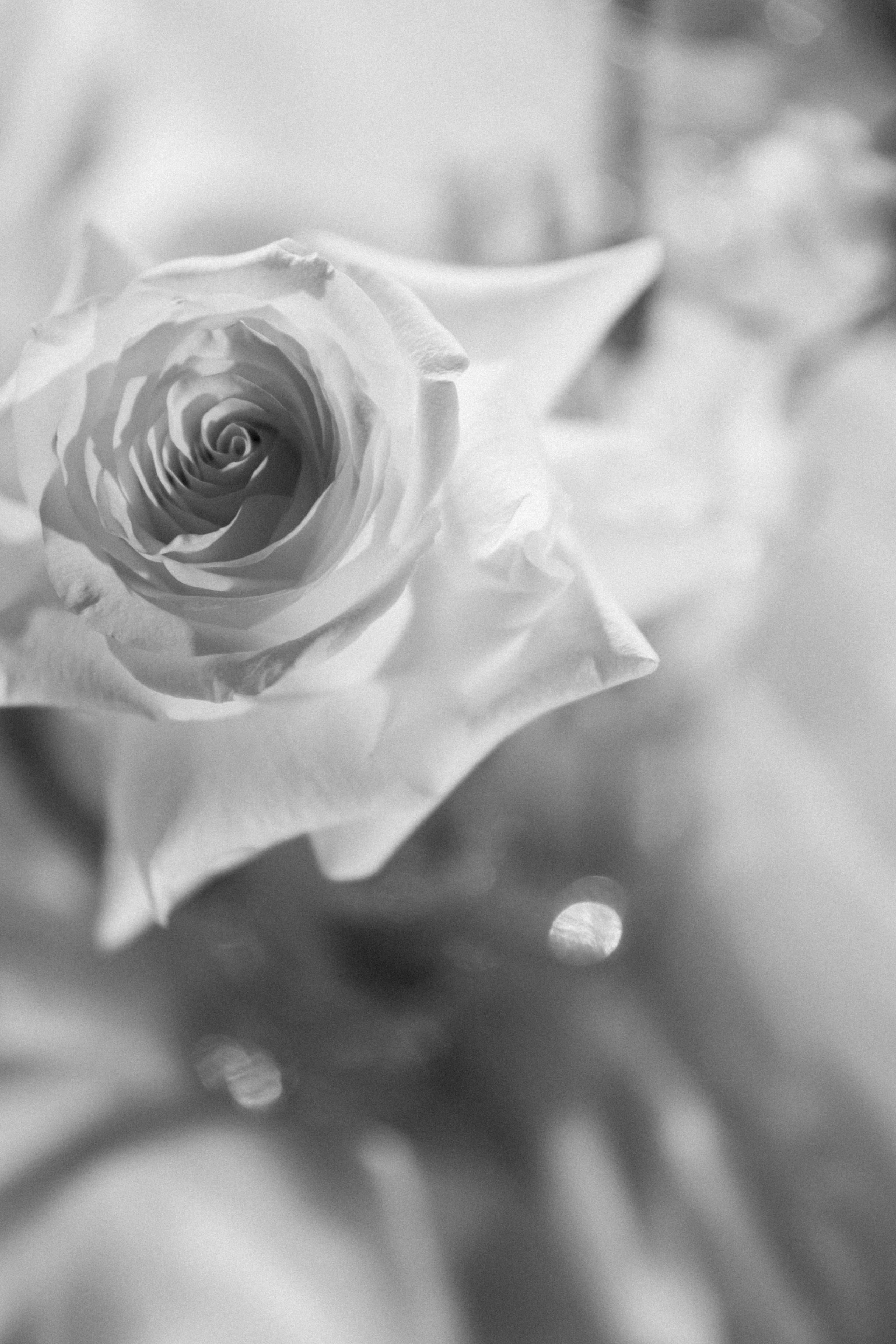 Алексей и Екатерина. Фотограф Тюмень Пушковская Кристина