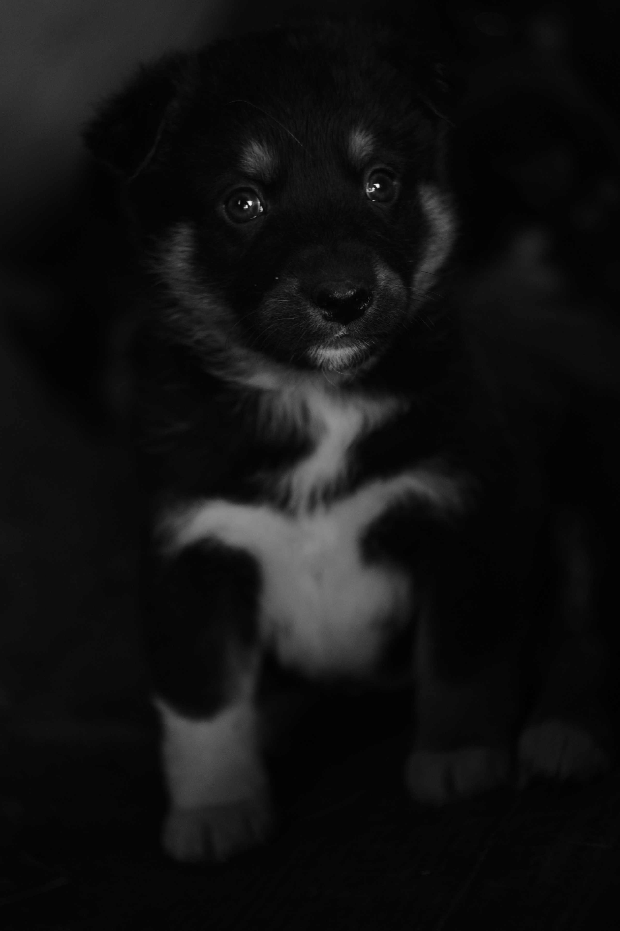 Dogs. Профессиональный фотограф