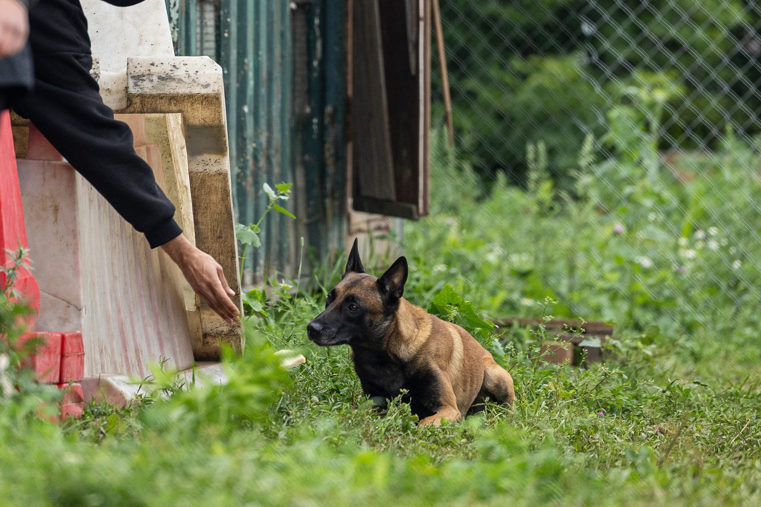 Соревнования по Мондьорингу г. Вологда 10-11.08.2024. Фотограф-анималист Анна Маринич