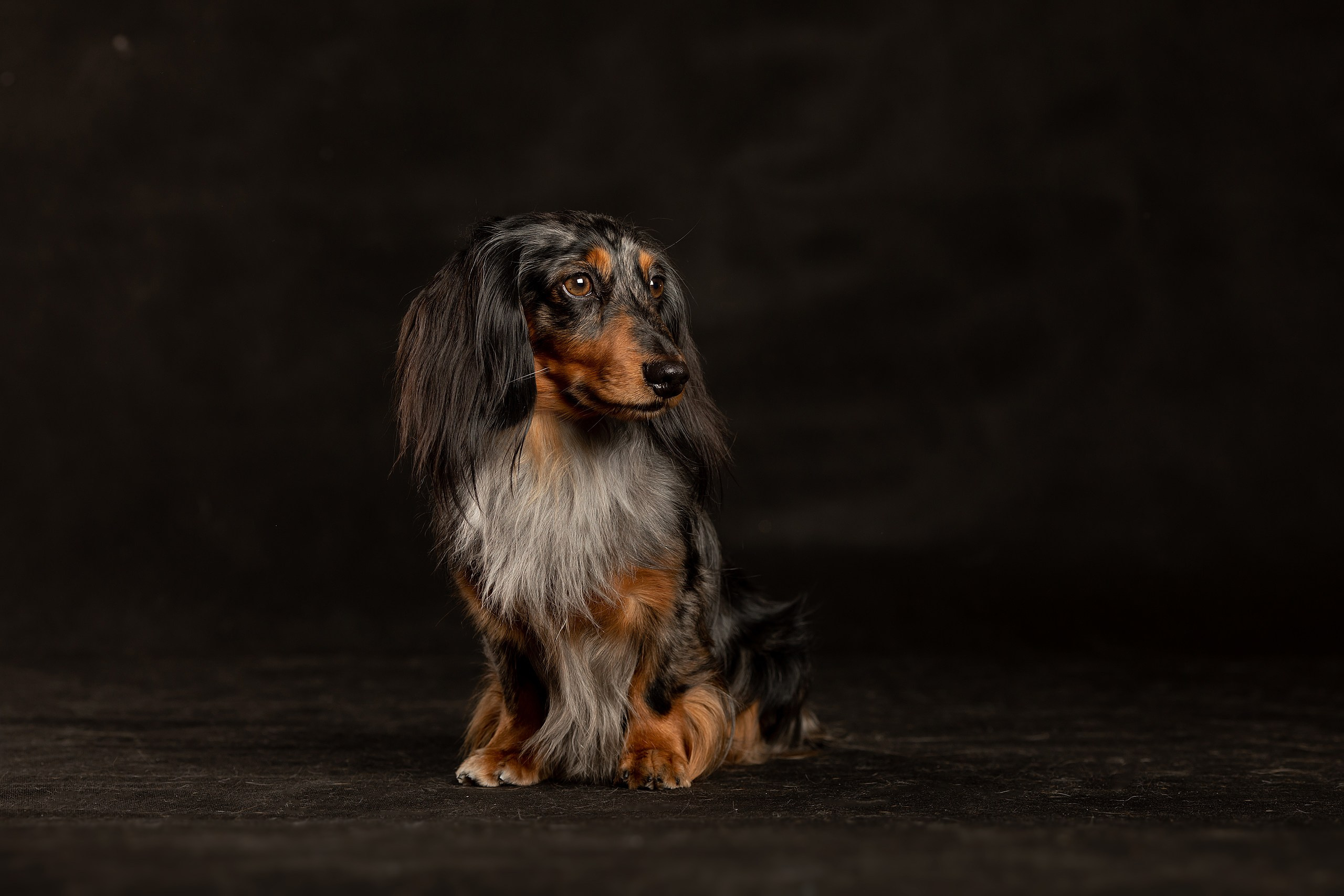 Собаки. Конный фотограф Валынкина Лера