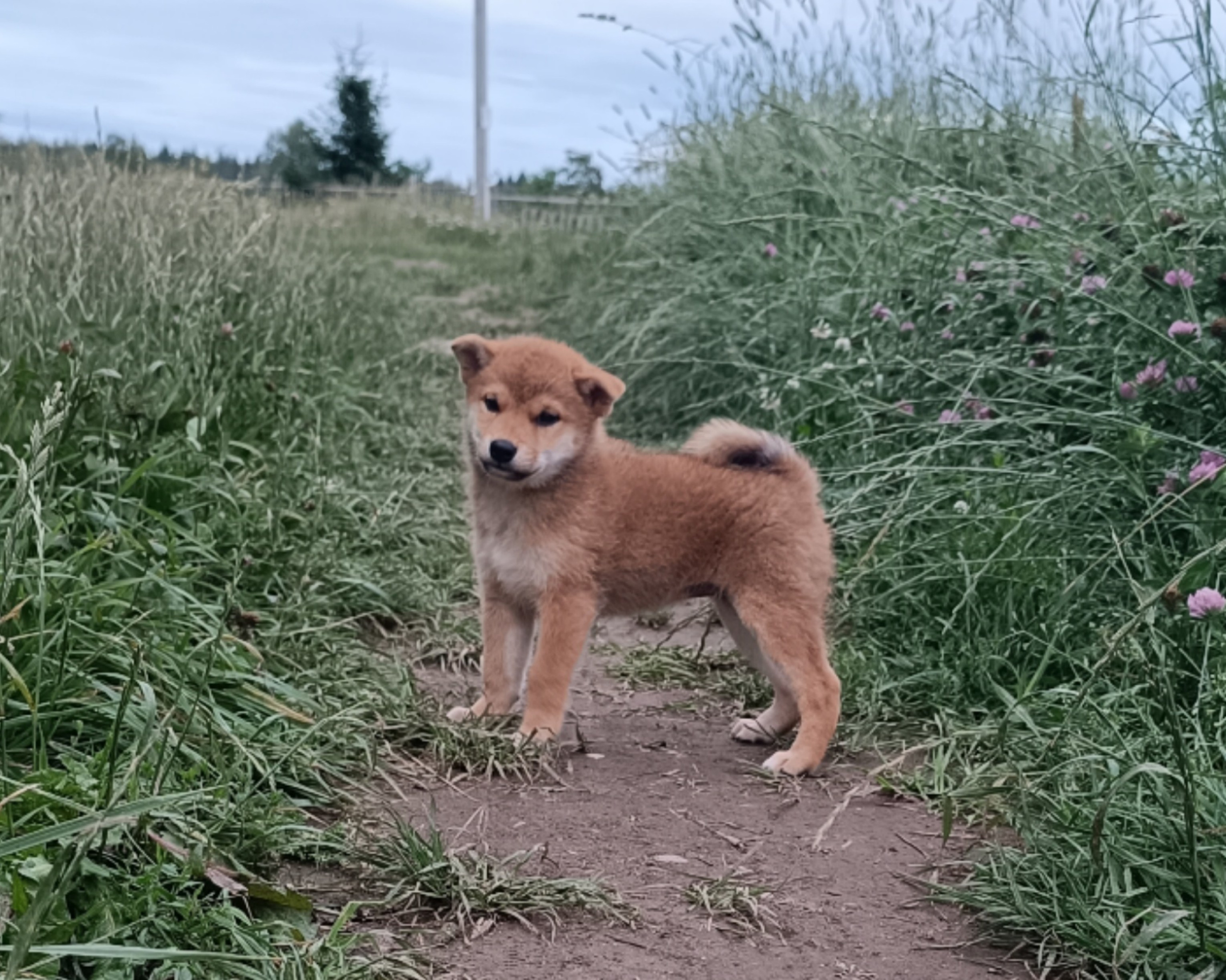 сиба питомник Рубилайт щенки на продажу rubylight  сиба щенки купить СПб Санкт-Петербург 