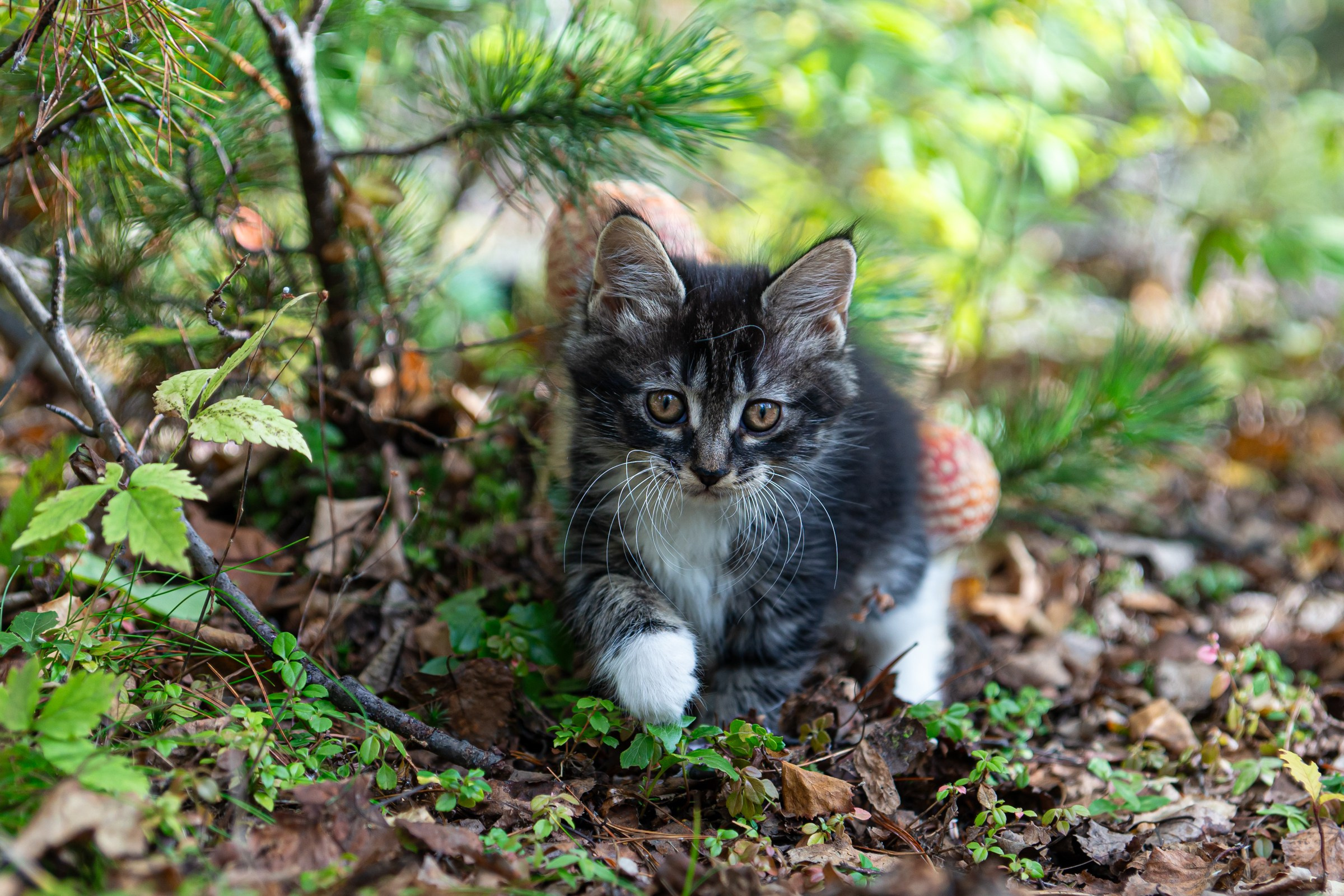 Курильский бобтейл. Фотограф на Камчатке Анна Моргачёва. Семейные и детские съёмки