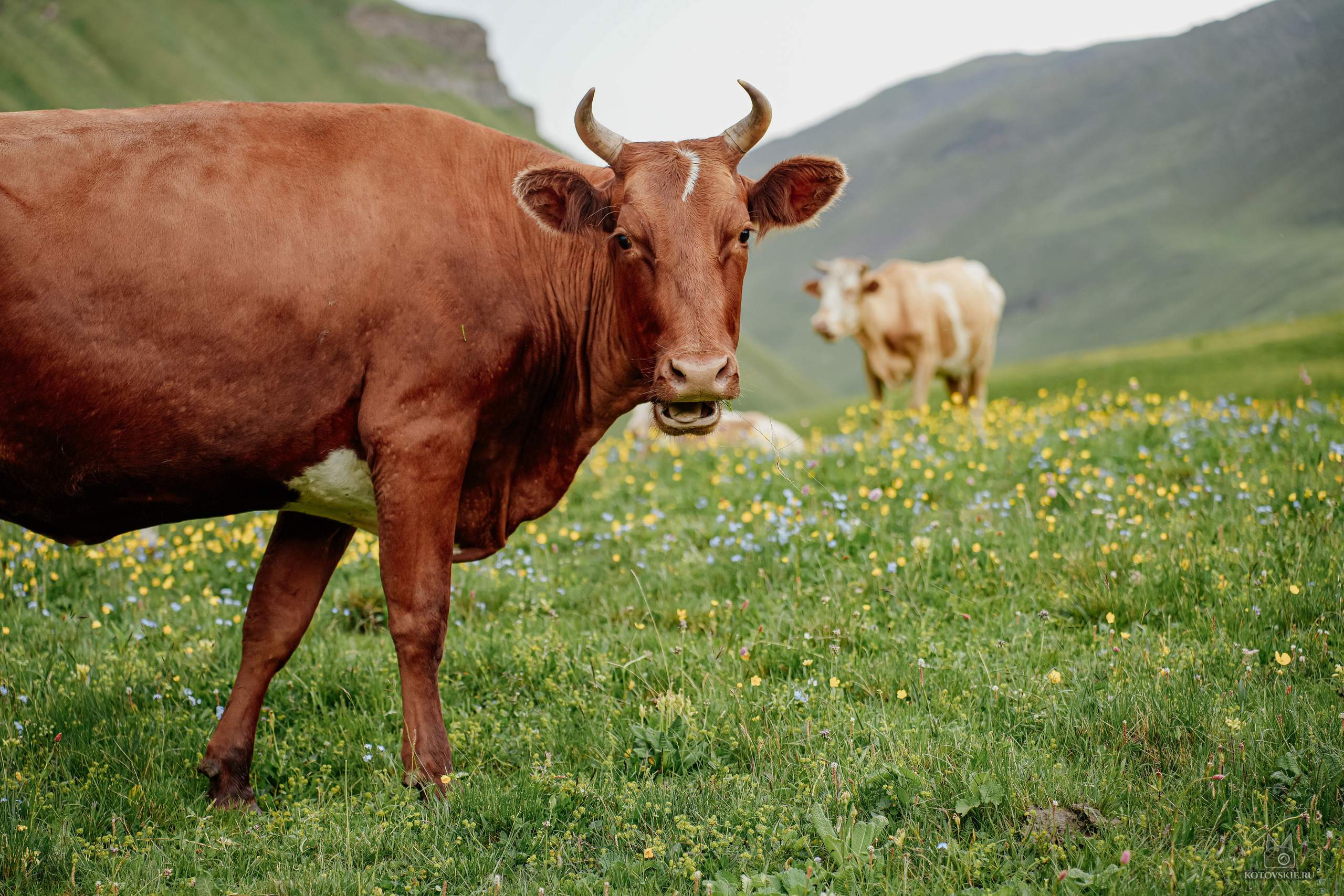 Дагестан. Event фотограф Степанова Александра