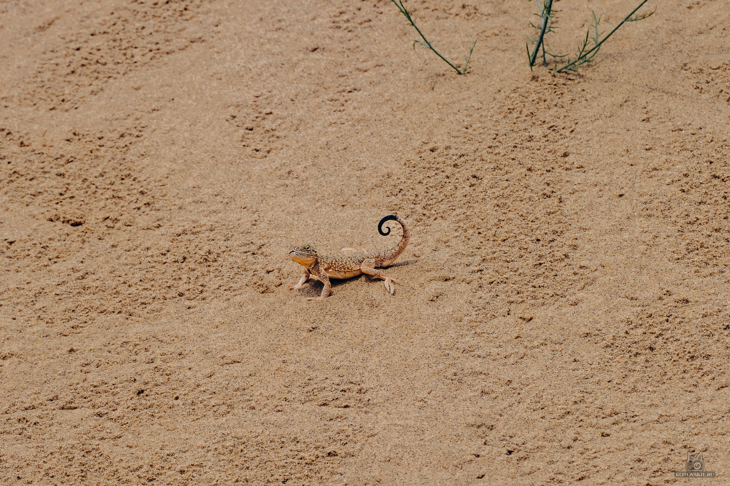 Дагестан. Event фотограф Степанова Александра